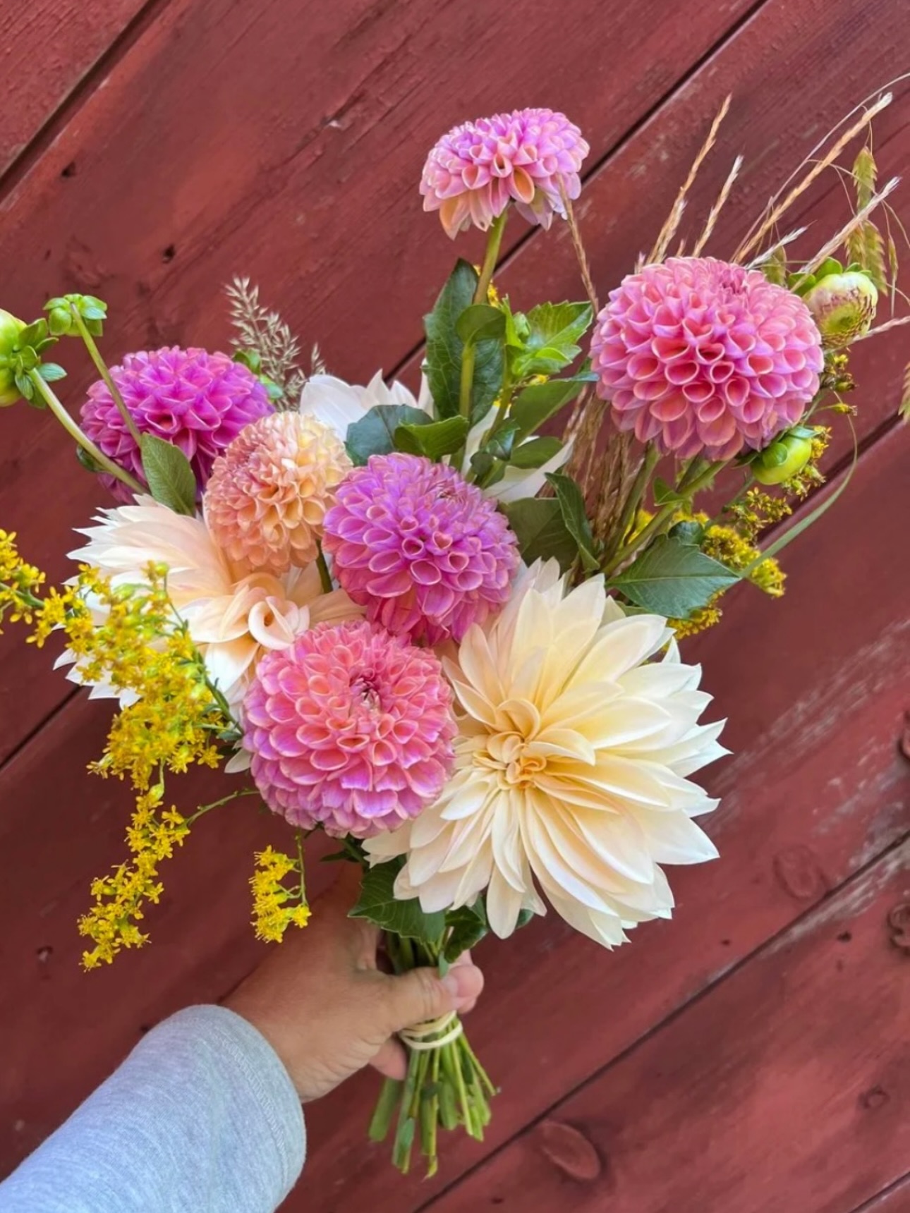 If we had to choose, we choose #5 💐♥️✨
THIS FRIDAY‼️— Xenia D’Ambrosi of @sweetearthco will share how she developed an online course, The Eco-Friendly Cutting Garden, to teach students how to plant a backyard flower garden that benefits the environment. The course evolved from a series of in-person , on-farm workshops, adapted to an online format to serve a wider population of cutting garden students. Xenia will discuss how she developed the course, the demographic of her students, and the ways this course reinforces her brand as a sustainable cut flower grower and designer.
We are talking the topic “Teaching Others: The Eco-Friendly Cutting Garden” — don’t miss out!
We hope to see you there! Register now at the link in our bio — or drop a “🌱” in the comments and we will dm you the link!
#slowflowerssociety #slowflowers #slowflowersmovement #sustainablefloristry sustainabilty