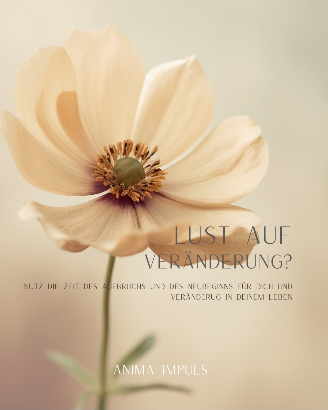 Ein paar Worte für dich zur Energiequalität dieser Jahreszeit ✨🤍🪷
#inspiration #ostara #energie #frühling