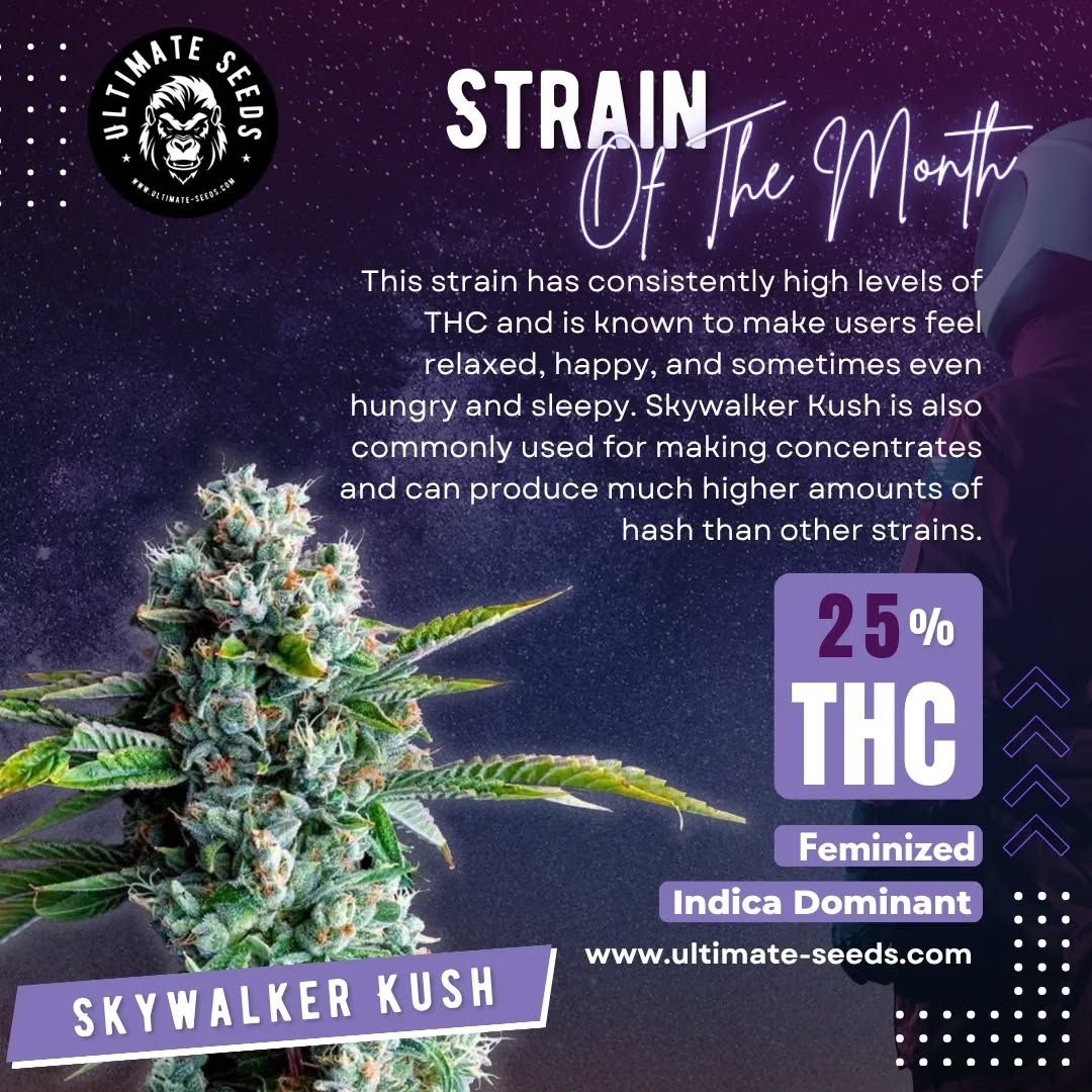 Voted strain of the month March: Our feminized "Skywalker Kush"! Are you ready to grow and go skyhigh?🚀💚💥💚
