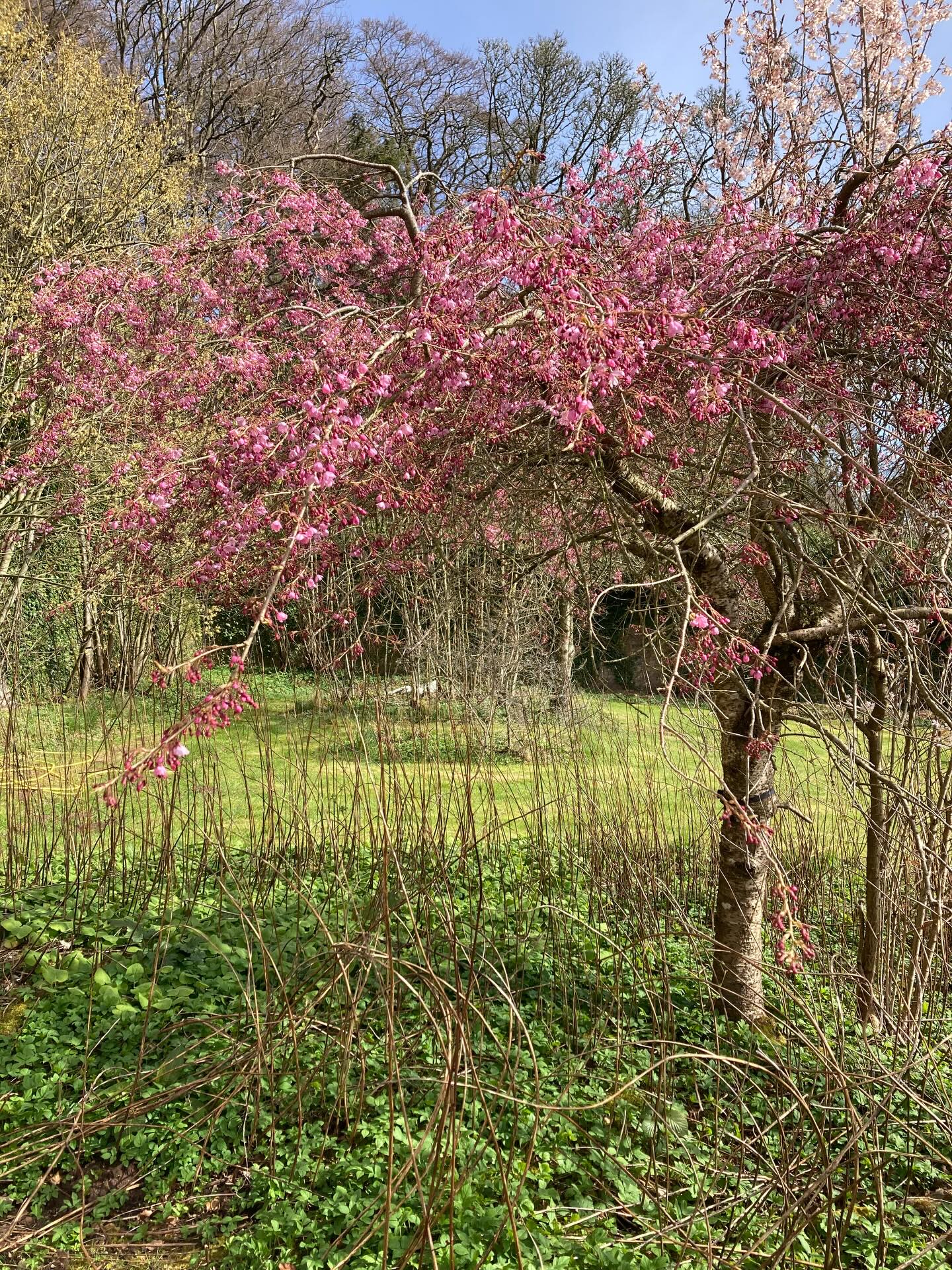 Enjoying the cherry blossom before Storm Dave barrels in tomorrow night!
Jobs ongoing are flushing out the irrigation system, clearing last years willowherb stems to put around the tea bushes that are not irrigated. (When finished tomorrow it will look like basket weaving on the ground!) Through the door to the back of the walled garden are our old IBC tanks which we fill with water, grass cuttings and later add comfrey and nettles to make a lovely liquid manure to repay the plants with for the seasons plucking ahead. Our comfrey bed is in the fourth photo taken 2 weeks ago - it helps to have easy access to this magical plant. So we are gently building up to May time when our bushes remember what a first flush is! Right now we can only patiently await good things.
Have a lovely Easter and enjoy it just as much as our lovely Labrador in the last clip showing where there is tea there is hope!
🌱
🌱
🌱
@pekoetea_edinburgh
#tealovers #walledgardens #teagarden #singleestate #teagardensofscotland