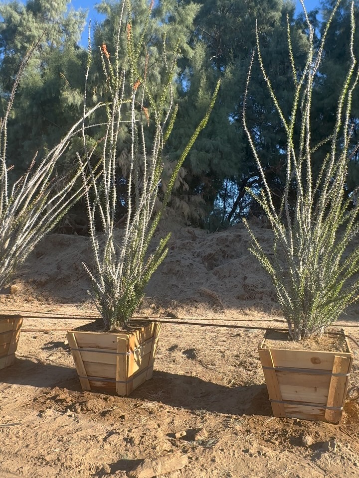 There are plants that participate—
and then there are plants that pronounce themselves.
Call it by its common name—Ocotillo—
and it almost sounds casual.
But spend a season with Fouquieria splendens
and you start to hear it differently:
Ocotillo… oh-co-tee-yo…
a name that unwinds like its canes—
ornamental, oscillating, occasionally outrageous.
Leaf, lapse, linger—then, with the slightest signal—
splendens.
Not foliage for flourish, but for function.
Not excess, but exactness.
A choreography of chlorophyll—calculated, conserved, then suddenly celebrated.
Call it drought-deciduous discipline.
Call it phenological precision.
Call it an Ocotillo doing what an Ocotillo does best—
withholding, waiting, then quietly outshining.
Wand-like, wind-written, wildly willful—
leafing when it means something,
blooming when it matters.
Scarlet spires. Seasonal spectacle. Subtlety, then statement.
Ocotillo—
not ornamental excess, but orchestrated expression.
24” boxed.
Desert-acclimated.
Field-tested, sun-scripted, scarcity-savvy.
Because in the desert, survival isn’t simple—
it’s splendid.
Fouquieria splendens. Say it slow. Let it land.
Rooted in restraint.
Grown for a little well-timed drama.
Supplied for those who know better than to rush a good thing.
#roadrunnertreefarm #casadelzorronursery #ocotillo #fouquieriasplendens #desertplants