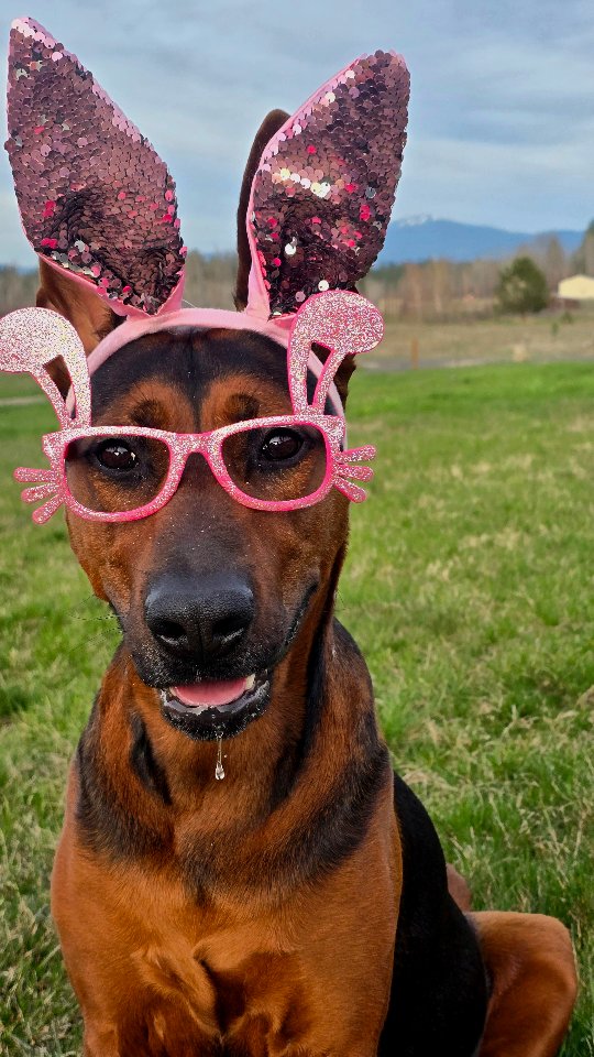 Hope you all had a blessed Easter!
He is alive ✝️
-
Laizhou hong chinese red dog
-
Nothing for sale, DM to inquire about the breed!
-
dutch shepherd sighthound #rarebreed #protectiondog #chinesereddog beauceron schutzhund protection dog psa german shepherd guard dog trainer preservation chinese red dog #dobie