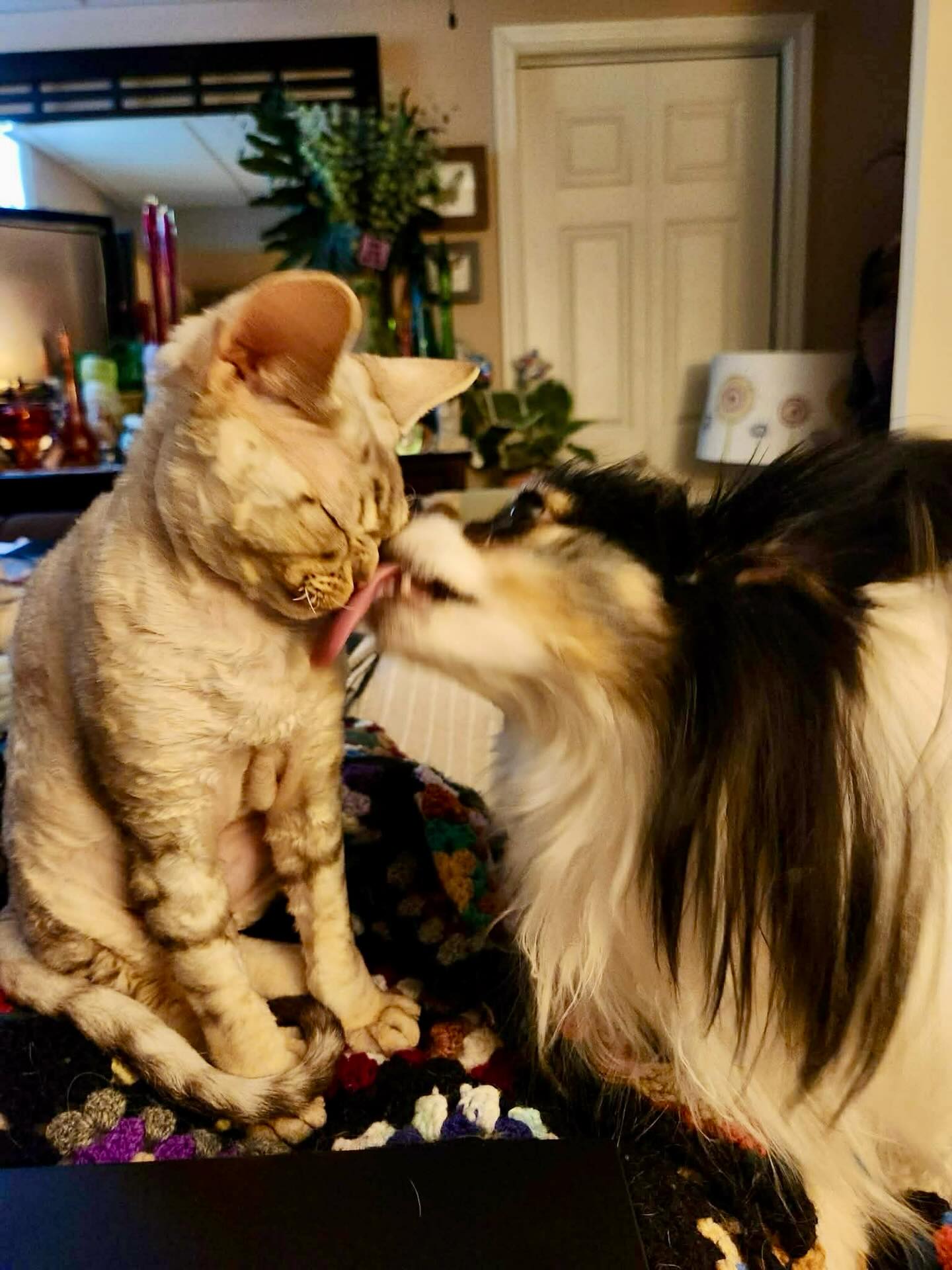 đśAnd they call it puppy love đś we work hard to raise cats that can comfortably share homes with cat friendly dogs. But Teddy(formerly Gatsby) might be a little more into it than we anticipated! đHow do your Devons get along with the other furry family members at home? #catsanddogs #devonrexofinstagram #devonrex #devonrexcanada #bestfriends