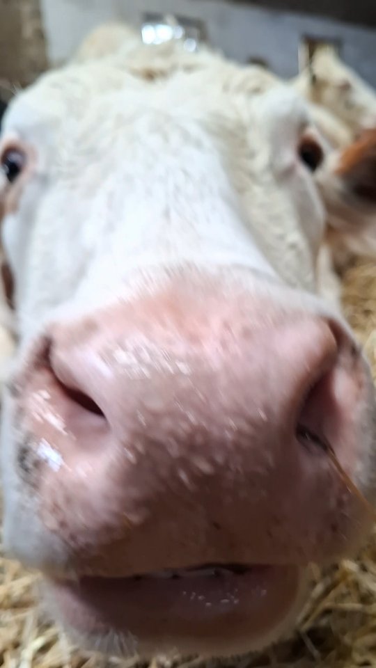 Mittagsruhe bei
Vida - Ava - Anka - Babette - Hannie - Grete - Hermine 🍀
(Paula entschuldigt kleine Lautstarke Unterbrechung der Ruhe, sie musste sich kurz mitteilen 🤭)
#ruhestand #tierliebe #kuhpension
#mittagspause #zurruhekommen