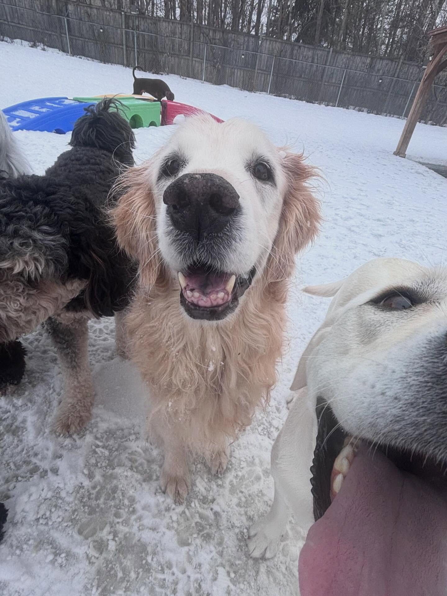 Happy Easter!! 🐣 We are open normal hours tomorrow for daycare, grooming and boarding check-in/outs.