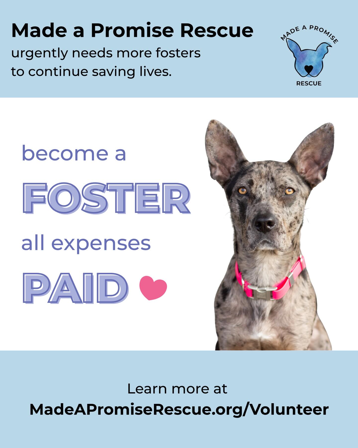 Every dog deserves a chance at a forever home, and fostering is the bridge that gets them there.
By opening your heart and home for a little while, you’re literally saving a life. Made a Promise Rescue covers all expenses; you just provide the love!
Check out the link below to see how you can help:
🔗 MadeAPromiseRescue.org/Volunteer
#becomeafoster #rescuedogs #kansascity
