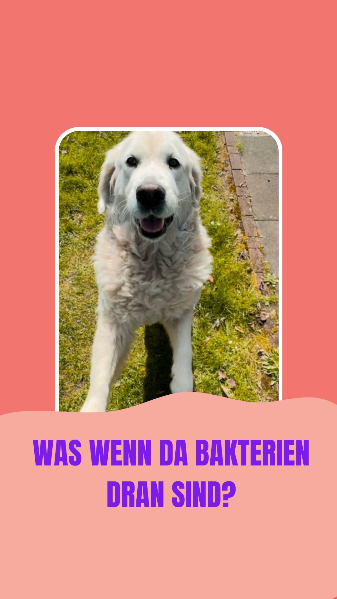 Und dann schoss der Gedanke ein: „Das ist voller Keime…“
Und plötzlich war die Leichtigkeit weg.
Aber dann die Erinnerung:
Mir ist die Zeit mit meinem Hund wichtig.
Mit Übung und der Bereitschaft unangenehme Gedanken und Gefühle zu halten, habe ich mich irgendwann & in kleinen Schritten getraut, es trotzdem in die Hand zu nehmen.
Nicht weil es sich gut anfühlt – sondern weil es mir wichtig ist.
👉 Werte statt Angst.
Wenn du dich darin wiedererkennst, schreib mir in die Kommentare.
#zwangsstörung #ocd #exposition #werteorientiert #angstbewältigung
❤️ Disclaimer:
Ich spreche hier aus meiner eigenen Erfahrung mit Zwängen und dem, was mir auf meinem Weg geholfen hat. Das ersetzt keine professionelle Diagnose oder Therapie. Wenn du merkst, dass dich deine Symptome stark belasten oder du unsicher bist, hol dir bitte Unterstützung bei Fachleuten, die dafür ausgebildet sind. Meine Inhalte sollen Orientierung geben, Mut machen und das Gefühl vermitteln, dass du mit all dem nicht alleine bist – sie sind aber keine Behandlung und auch keine Anleitung für therapeutische Entscheidungen.