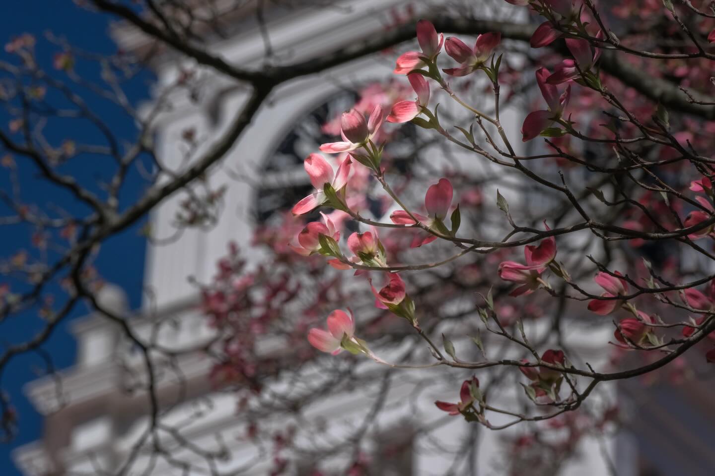 Dogwood. Time. 😇 #MaryvilleTN #Dogwood