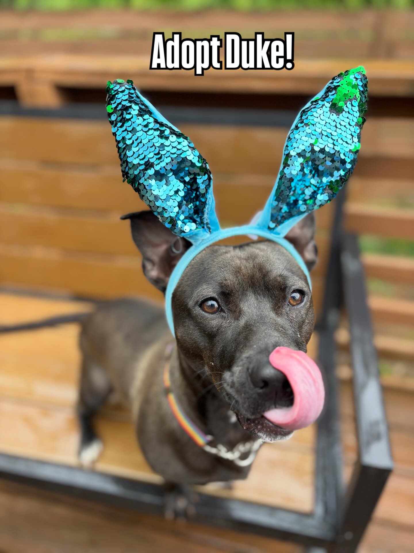 Hoppy Easter ๐ฐ
How is this face still available??
Between the ears, the tongue, and that goofy personality, heโs basically a full-time source of entertainment.
Duke is ready for someone to call his ownโcould it be you? ๐ @stellassanctuaryy