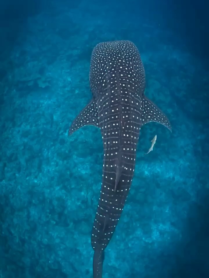 Nager avec un requin-baleine au large de Dhigurah fait clairement partie des moments qu’on n’oublie jamais 🐋✨
#maldives
#dhigurah
#whaleshark
