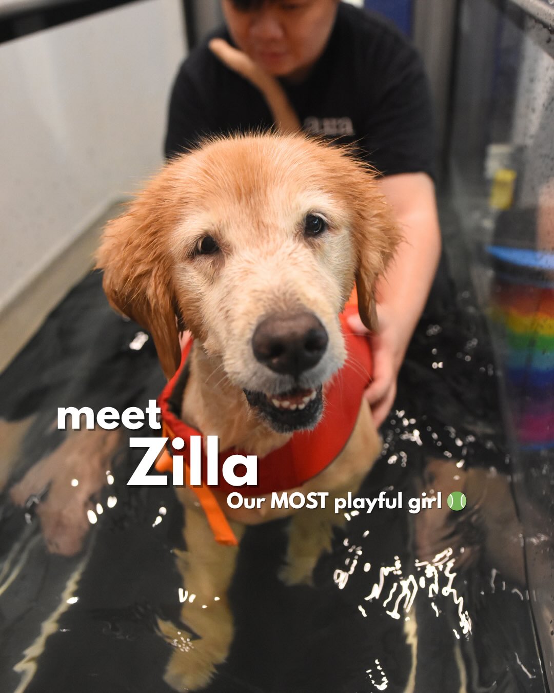 MEET: ZILLA 🐾
This playful (and strong) girl CANNOT sit through a session without her toys 🤣 She has absolutely stolen ALL our hearts ❤️
📍 57 Jalan Tua Kong