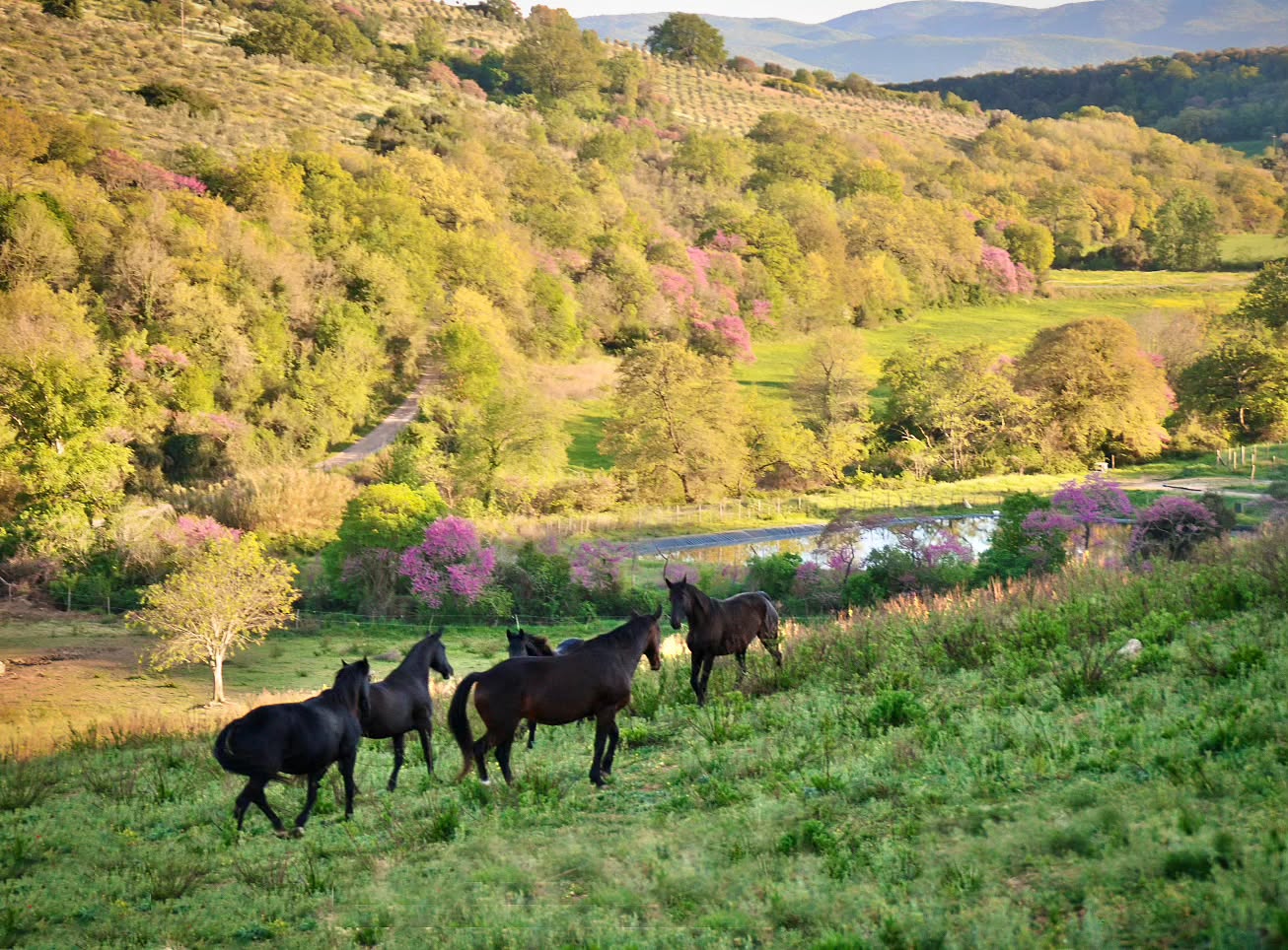 Tra luce morbida e colline che respirano primavera.
Il branco si muove insieme,
in armonia,
seguendo un ritmo antico
che non ha bisogno di essere spiegato.
Pasqua arriva così:
silenziosa, naturale, essenziale.
Un tempo di ritorno –
alla calma,
alla connessione,
alla vita che rinasce.
Buona Pasqua🌸
Zwischen sanftem Licht und Hügeln im Frühlingsatem.
Die Herde bewegt sich gemeinsam,
im Einklang,
getragen von einem uralten Rhythmus.
Ostern kommt leise –
als Rückkehr zur Ruhe,
zur Verbindung,
zum Leben, das neu entsteht.
Frohe Ostern🌸
#LePuledraieDiSterpeti #CavalloMaremmano #Maremmano #PuledroMaremmano #CrescitaLibera VitaNelBranco CavalliInLibertà RispettoERelazione EquilibrioNaturale
Nachhaltigkeit Pferdezucht gesundePferde healthyhorses ethologie ethologieequine EquineEthology HorseBehavior Pferdeverhalten Sozialverhalten MutterKindBindung MaternalBehavior Herdenverhalten SocialDynamics NaturalHorsemanship HorseCenteredBreeding RespectAndTrust
Fohlenzeit PrimaveraInMaremma