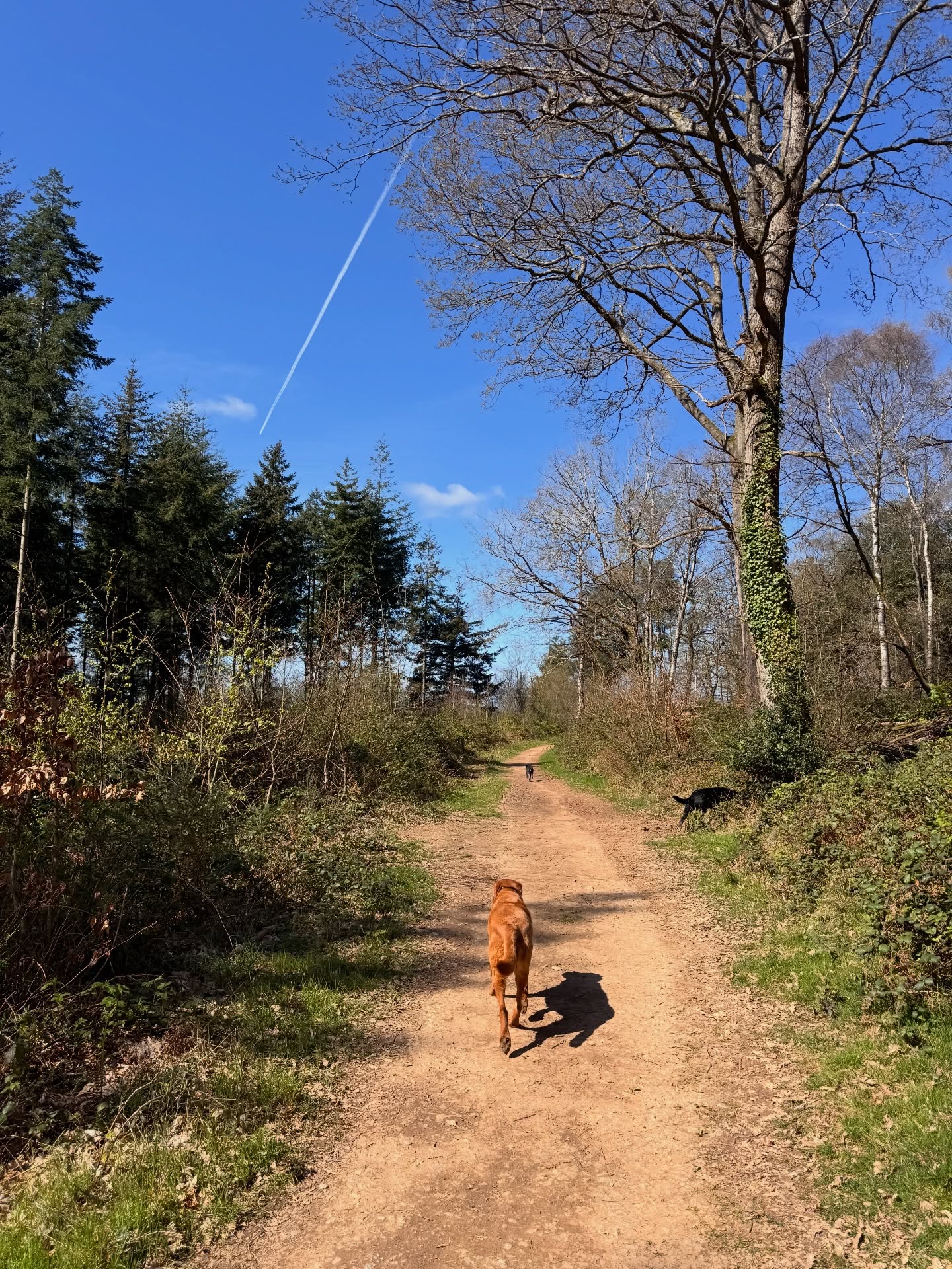 Beautiful stomp around Ashclyst today ☀️