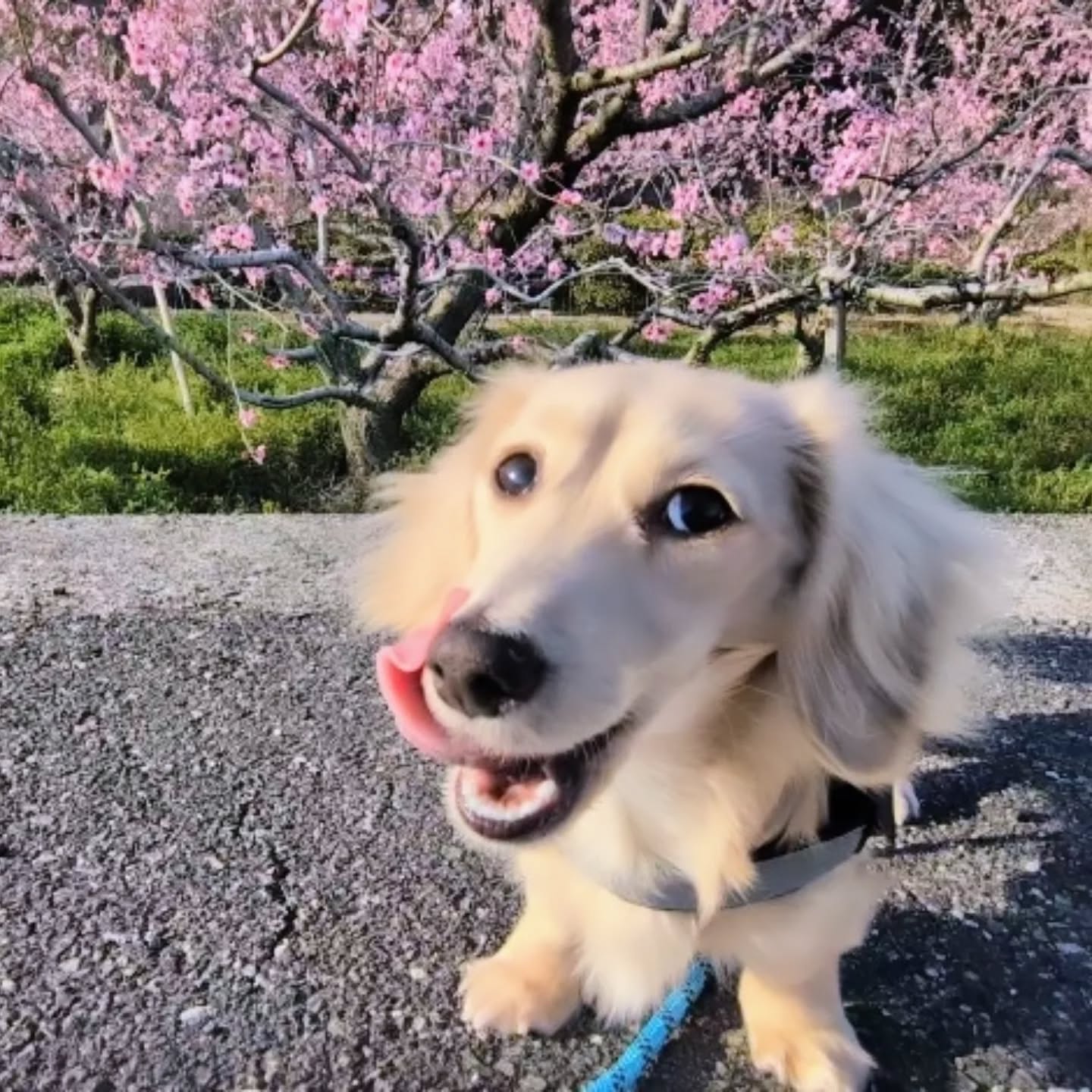 桜…ではなく、近所の桃の木🌸
カメラを構えたら、なぜか突然ベロベロ舌舐めずりをしだした犬氏妹🐶👅
▼しまなみ介護タクシー🚕💨
「しまなみ介護タクシー」で検索🤳
https://www.kaigotaxis.com/
#介護タクシー #福祉タクシー #今治市 #ダックスフンド #介護福祉士