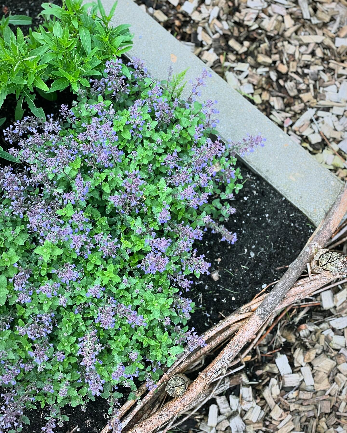 VRIJDAG! 🍀🫶
#tuinieren #detuininmei #tuintips #tuinieren