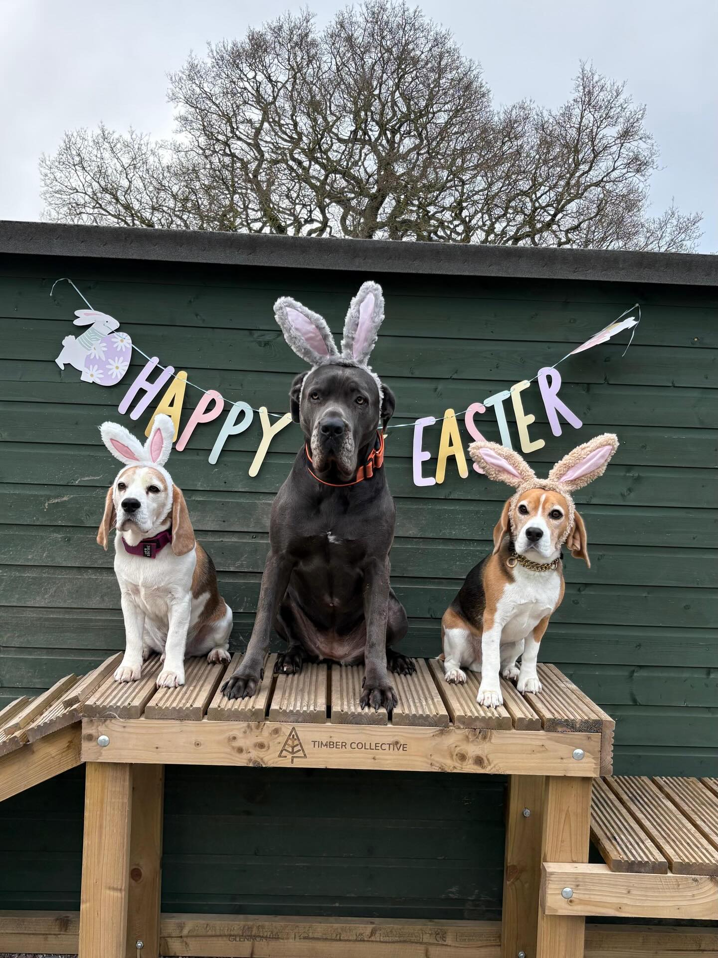 Day 3 of our little Bunnies 🥰 #castledonington #dogdaycare #easterdogsofinstagram #cutedogs