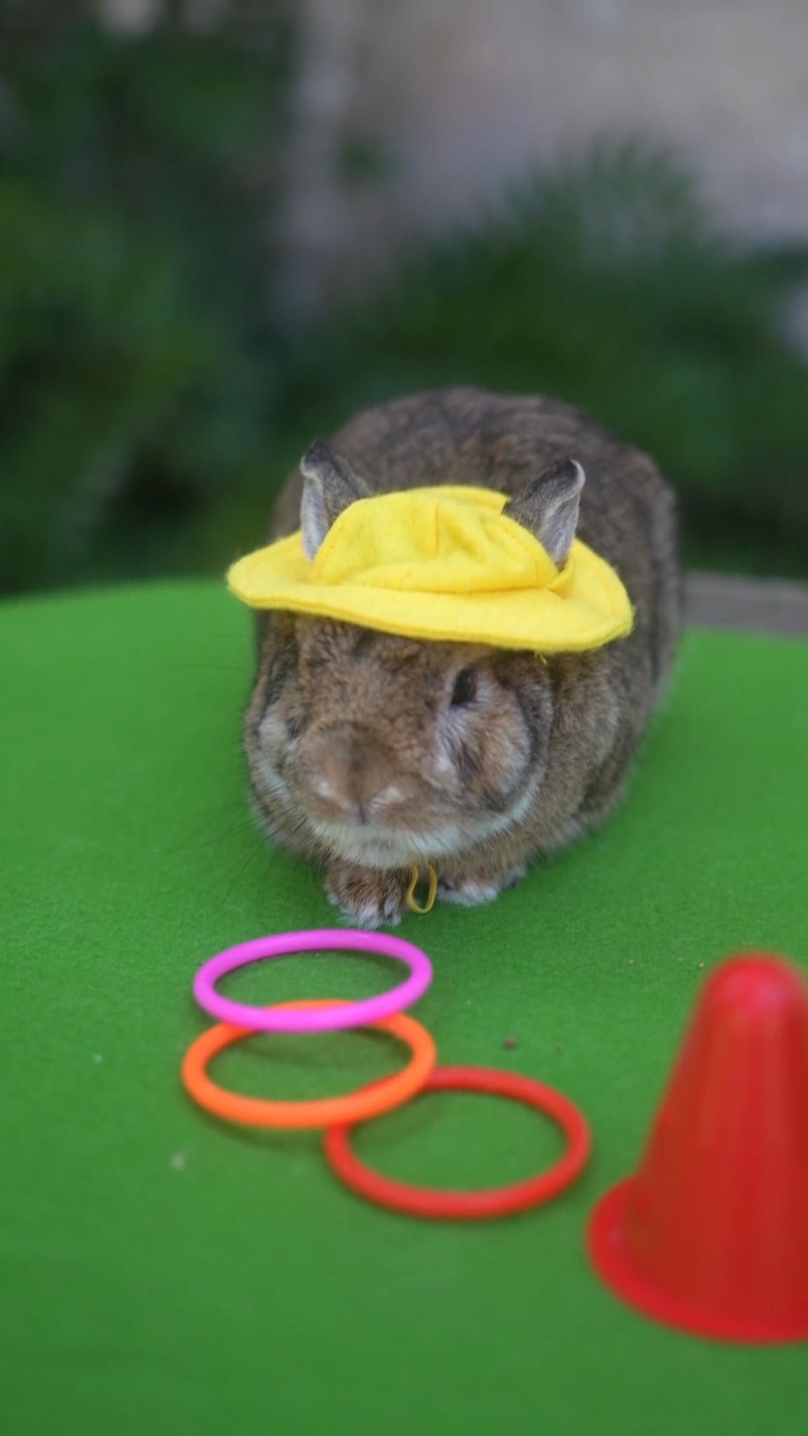 The bunnies took over the garden for Easter Sunday and we have absolutely no complaints.
@themaltarabbitclub