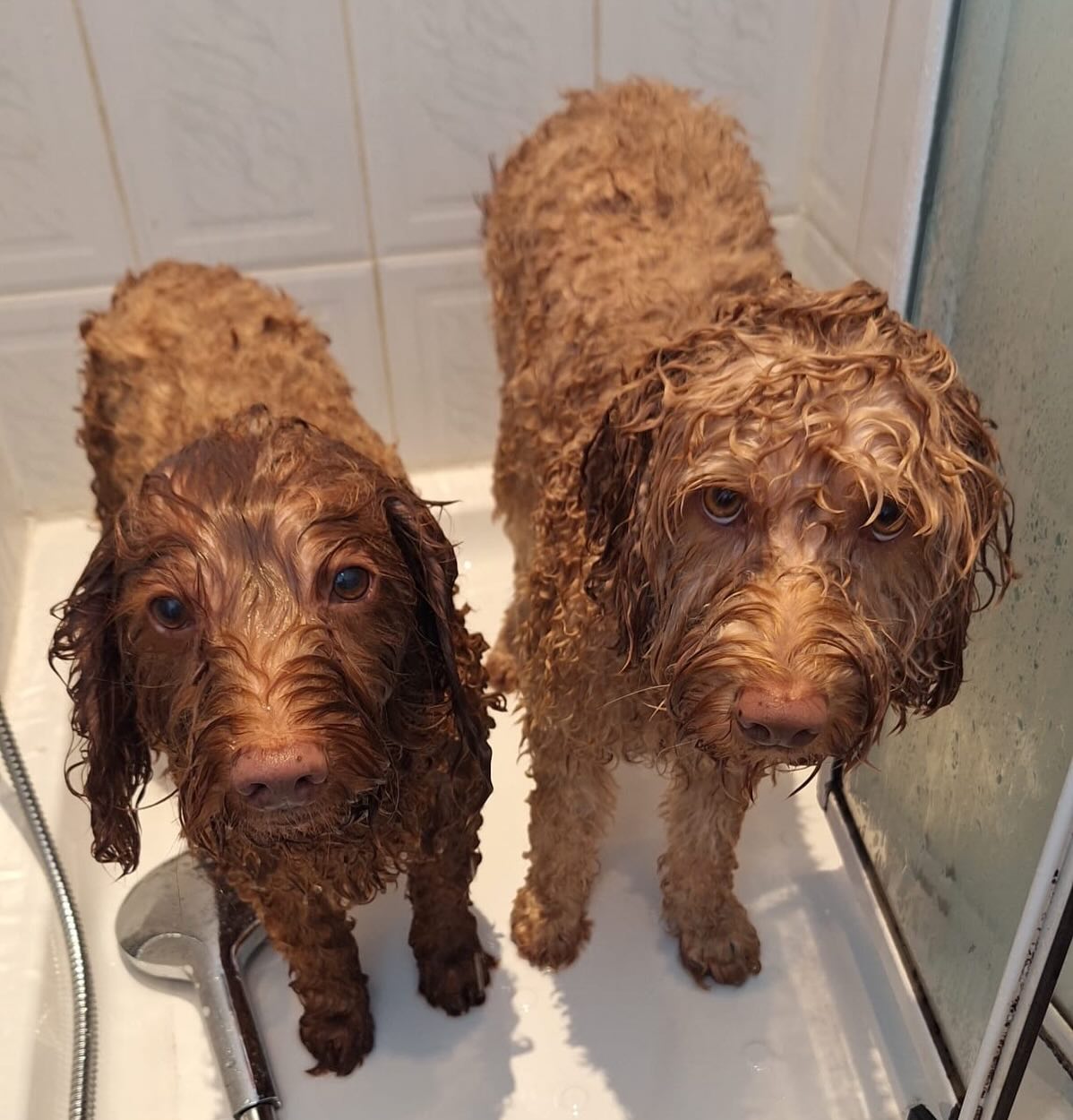 Small price to pay for a beach day!
❤️
Staying with friends while my family is away is always such a treat!
#labradoodle
#doodlesofinstagram
#dogsofinstagram
#dublindogs
#cutedogs