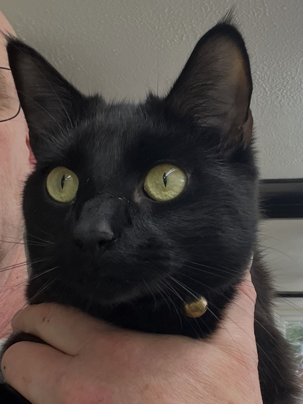 Iβm fortunate enough to enjoy a close bond with all of our very regular boarders like Poe this Easter