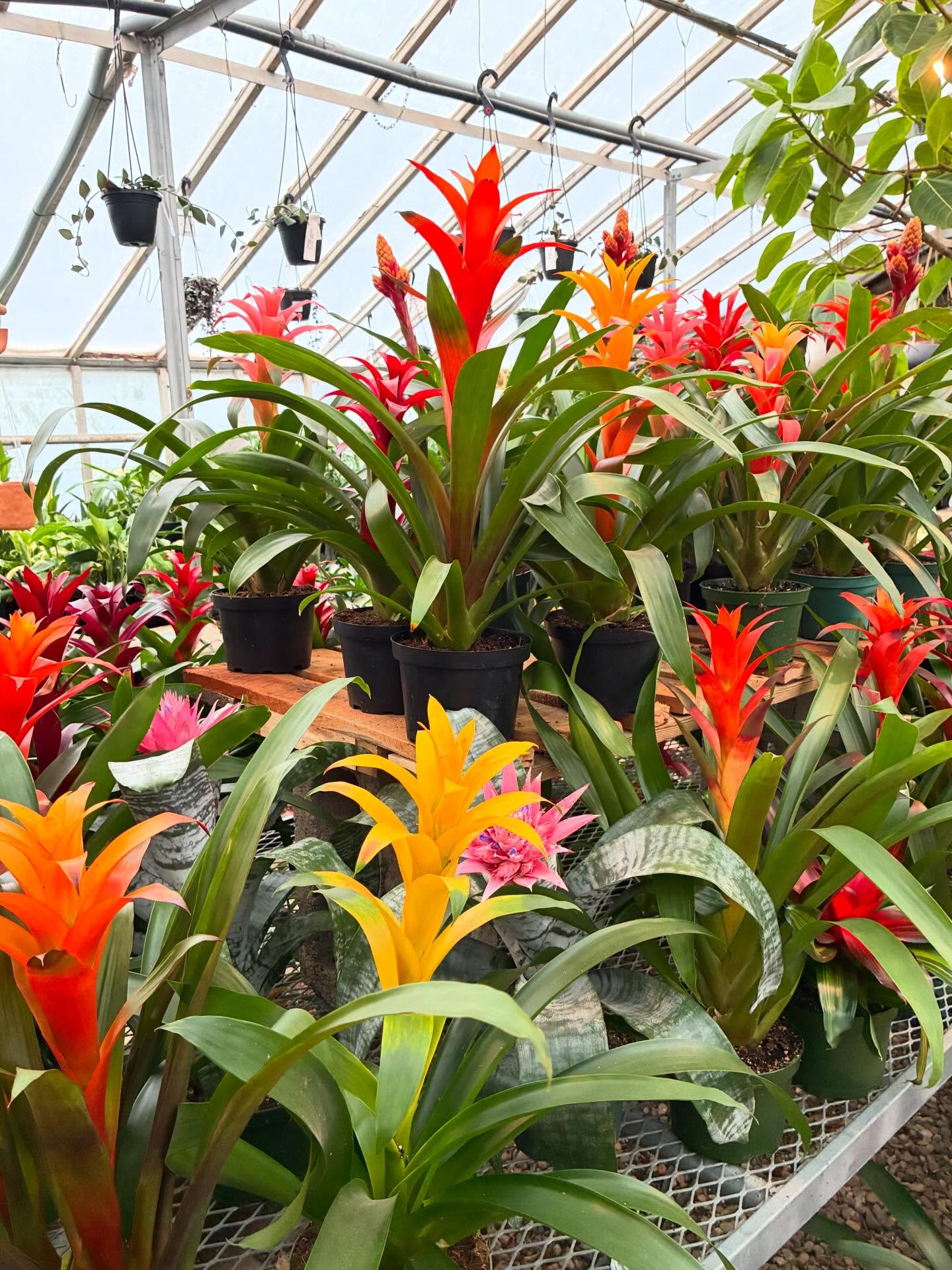 April’s Plant of the Month is here—and it’s bringing ALL the tropical vibes 🌺
Bromeliads are the perfect way to add a bold pop of color to your home, office, or patio (with minimal effort 🙌).
✔️ Easy to care for
✔️ Long-lasting color
✔️ Instant mood booster
And the best part… they’re 20% OFF all month long 💥
Stop by Calvert’s and pick your favorite—trust us, you’ll want more than one 😉
#calvertsplantinteriors #okcplants #plantofthemonth #bromeliads #tropicalplants