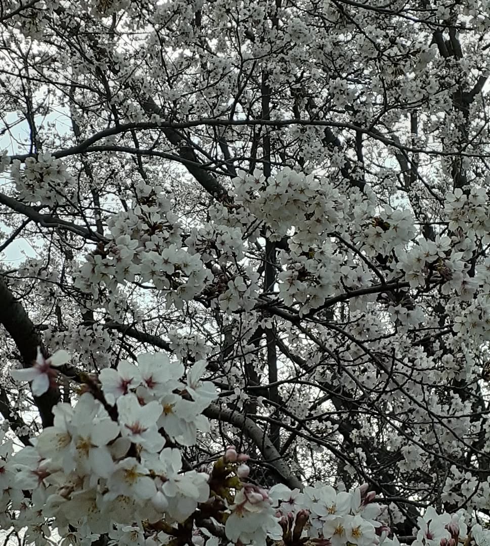 【今日のひと吹き】
Weber : Konzert Nr.1 f-moll
Bernstein : Sonata
Miyoshi : Perspective en Spirale
Mozart : Konzert
Stravinsky : Three Pieces
Schumann : Fantasiestuecke op.73
#aoyamahidenao #clarinettist #berlin #osaka #wurlitzer