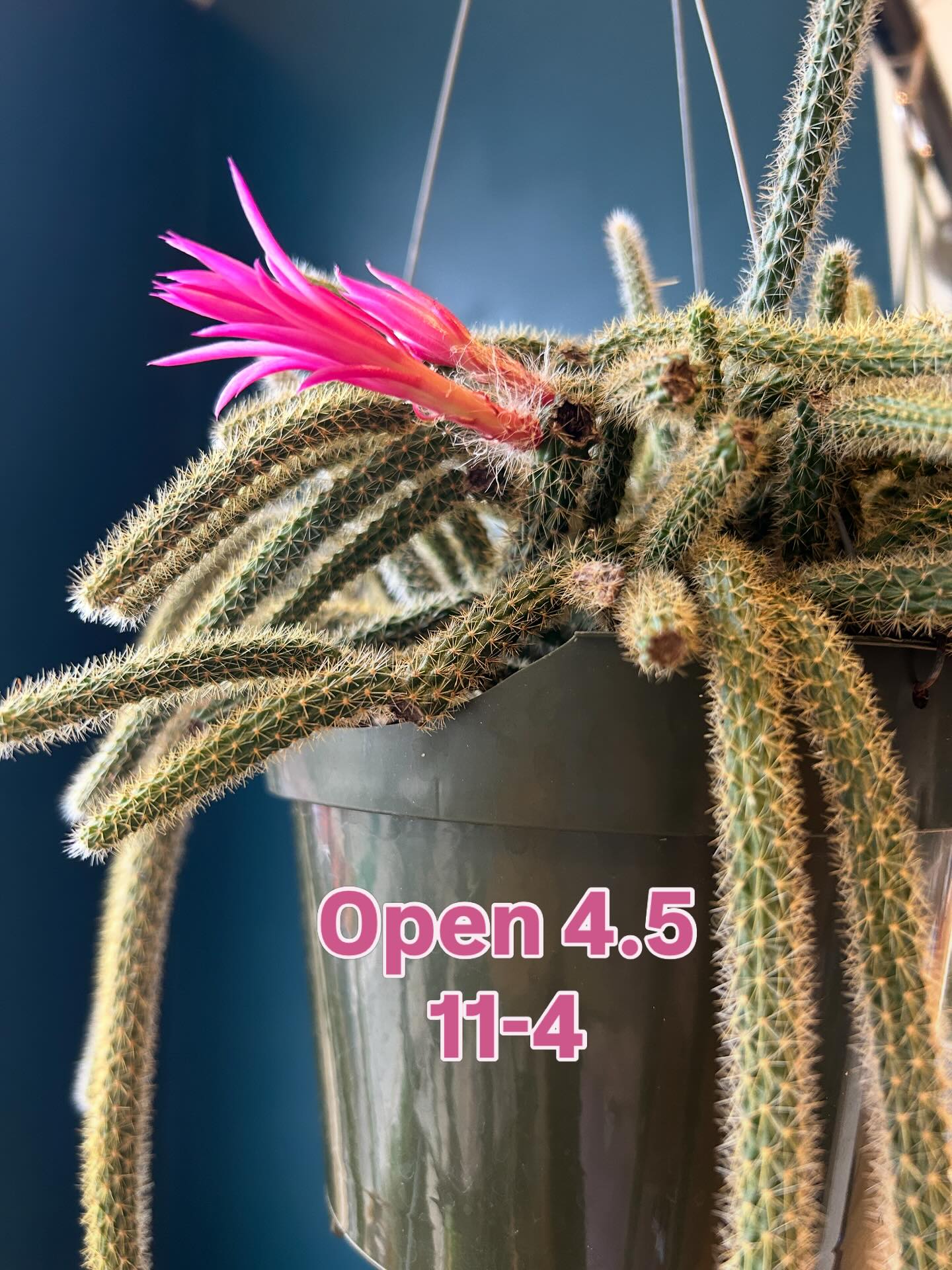 Happy Saturday, friends! We’re open tomorrow (Easter Sunday) 4.5 from 11-4, our regular hours. We hope you have a great day doing whatever you have planned, and we’ll see you if those plans involve new plants! 🌈🌿💕