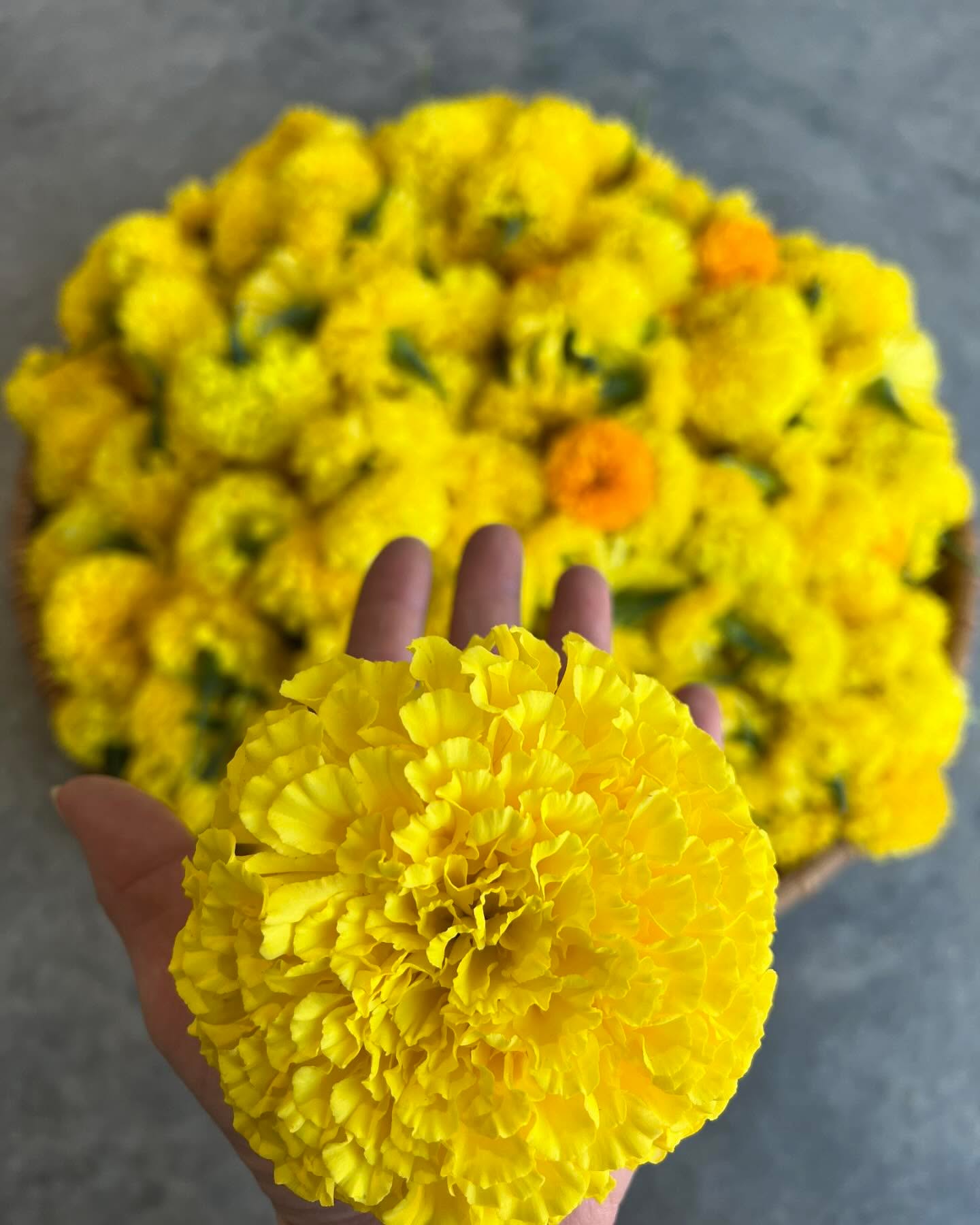 Magical marigolds, ‘tis the season.
#marigold #flowerfarm #grownnotflown #montana #406 #cutflowerfarm #supportlocalfarmers