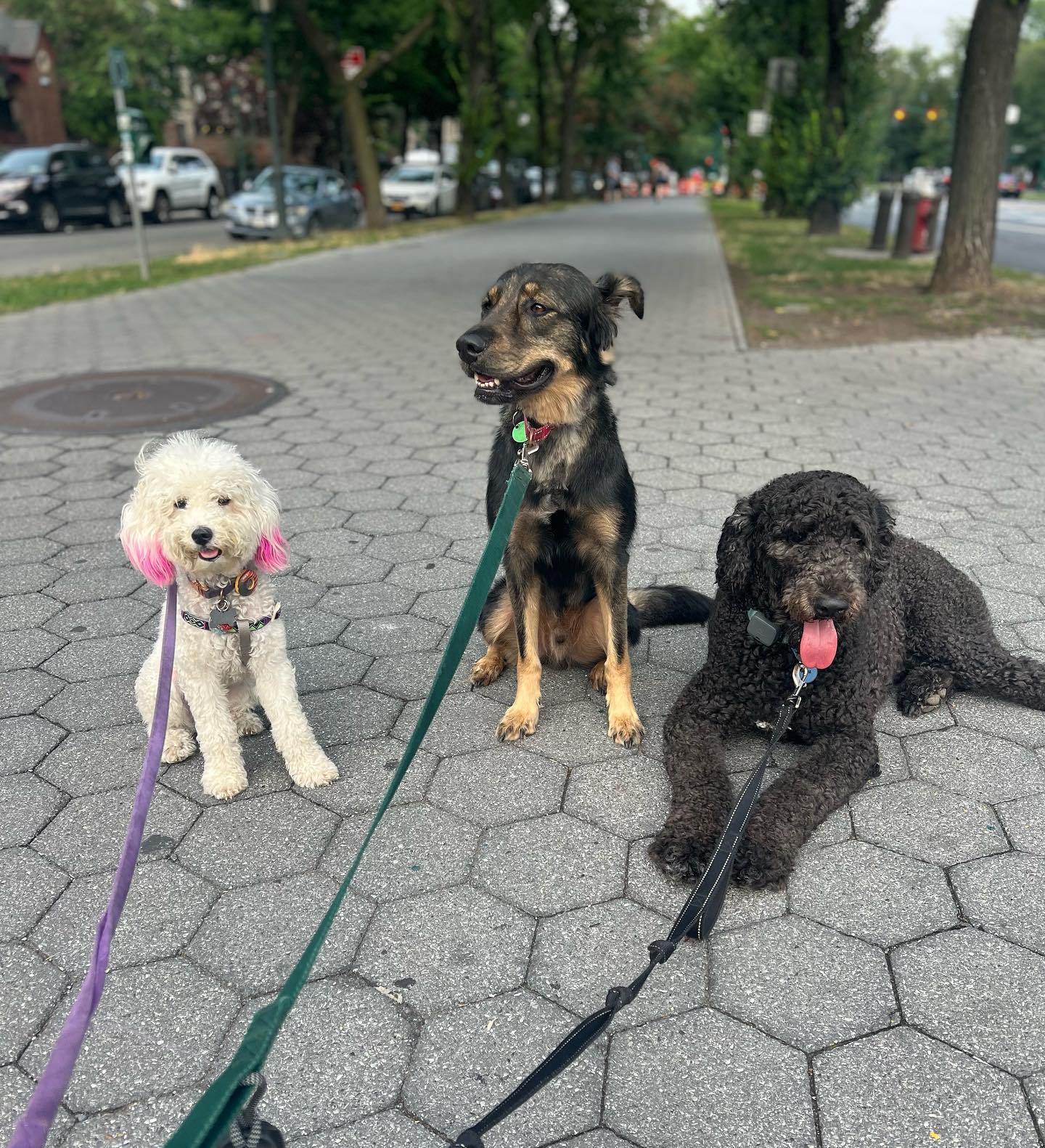 Sunday Funday! 😎😊 #houndboundfamily #houndbound #houndboundnyc #dogs #doglover #dogwalking #dogwalker #dogwalkernyc #dogsitter #dogsitternyc #dogsofinstagram #dogmom #pets #petlovers #petsitter #petsitting #nycpetsitter #nycpets #brooklynpets #brooklynpetsitting #bklyn #brooklyn #crownheightsbrooklyn #parkslopebrooklyn #prospectleffertsgardens #prospectparkbrooklyn