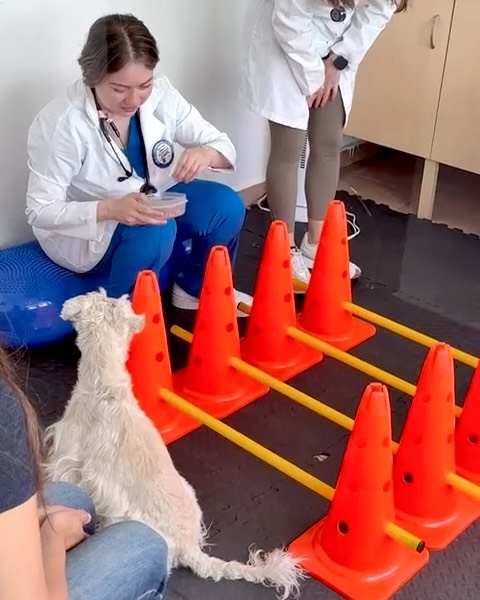 🐶Rocco llegó con una luxación coxofemoral y fue tratado con reducción cerrada, logrando una evolución con éxito. El compromiso en casa, la constancia en sus terapias y el acompañamiento de su familia han sido clave para su progreso. 💙✨
La recuperación de un paciente no ocurre solo en la clínica… es un esfuerzo compartido.