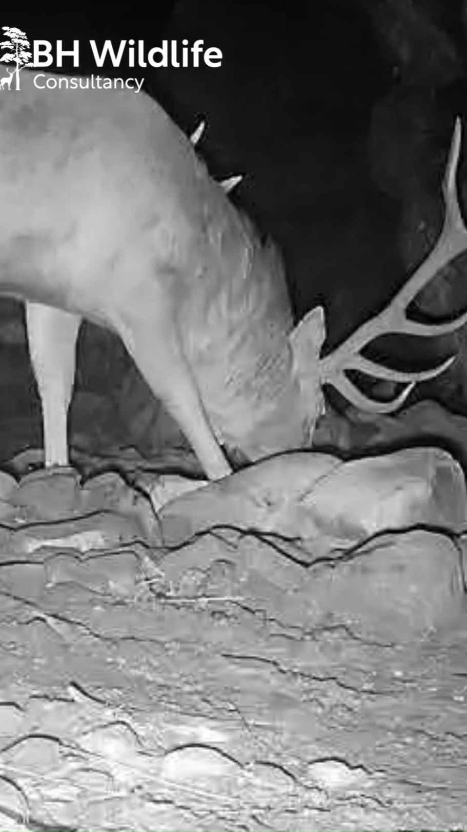 Cave Stag Update:
He's been back a number of times since the last post. Last week he was seen without his antlers but this clip shows him in March before losing them. He even came over and gave one of the cameras a sniff. In a future post we will show the other species utilising this cave - the primary other visitor is a large adult otter.