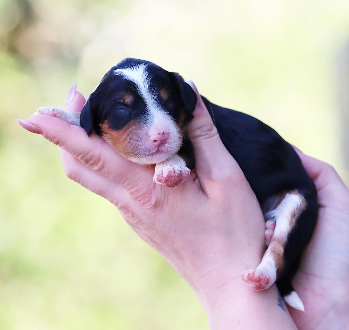 Spring is officially upon us! Sundae & Leo babies have arrived! These will be small F1 Medium babies! #lkbernedoodles