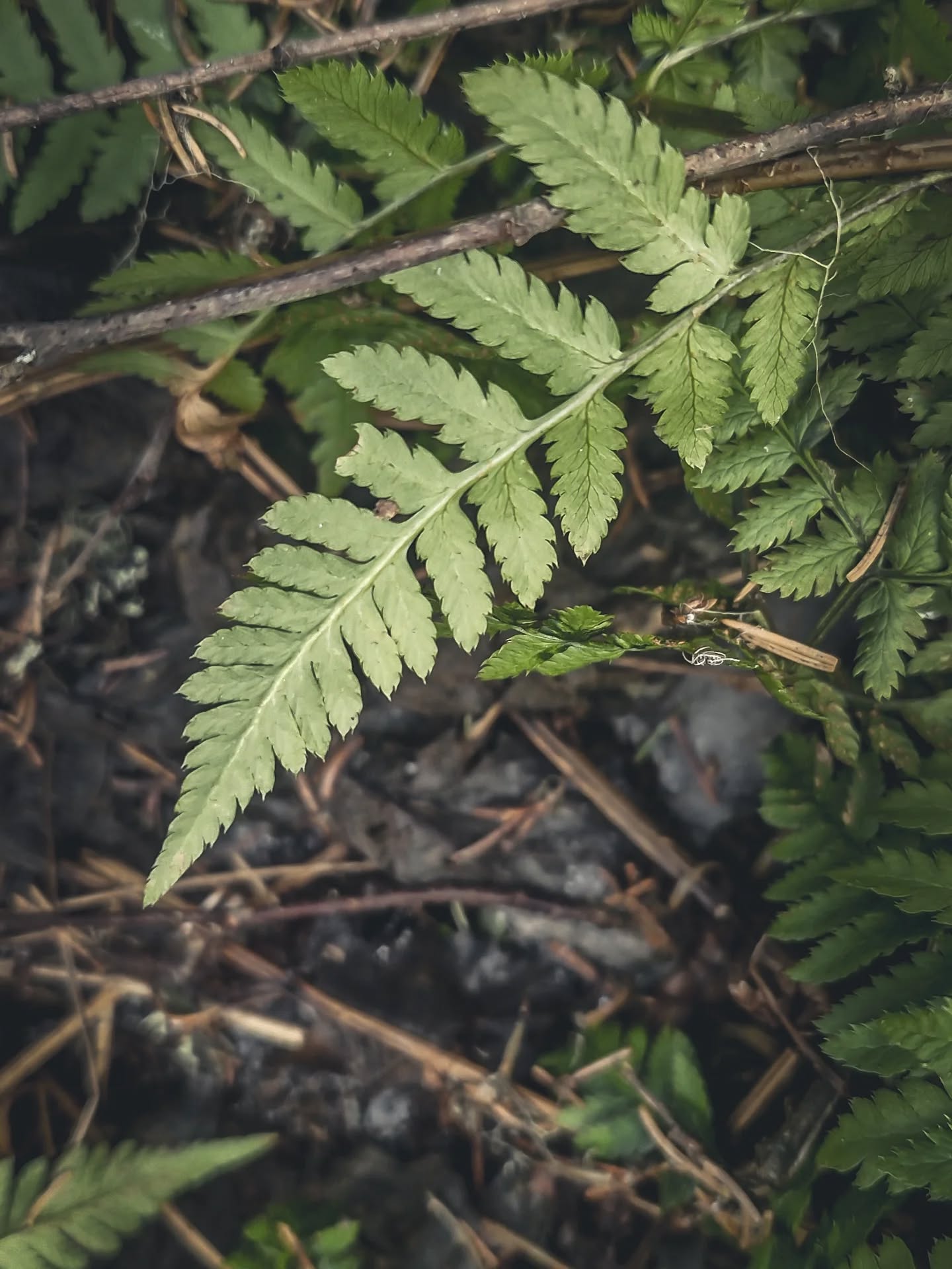 Walking in the forest in spring is something special 🌱
.
#wabisabi #wabisabimaker #forestwalk