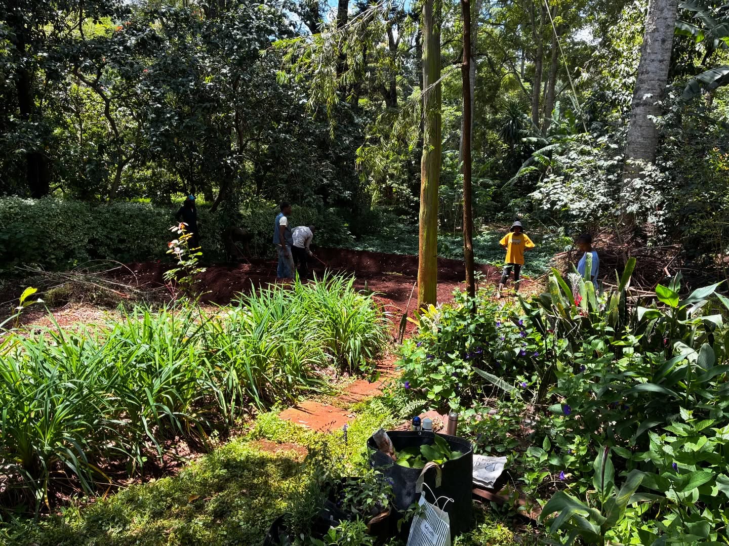 The final part of our sessions this week with @wajukuu_artists_collective has been / is so exciting, bringing theory into action and building on everything explored last week 🌾🌿🪻🐝
It’s incredible to see this space, so generously offered by our client, evolving beyond a simple shamba into a growing urban farm. A place for learning, for growing food, and for supporting the powerful work this group continues to do in Mukuru.
What feels most meaningful is the shift from learning to ownership, understanding these strategies deeply enough to take them back into their own spaces and communities as well 🙌
So much intention and effort has gone into this process, from creating double-dug beds to returning natural materials back into the soil, and exploring different garden bed techniques along the way.
Hands in the soil, ideas coming to life, and real momentum building 🌾