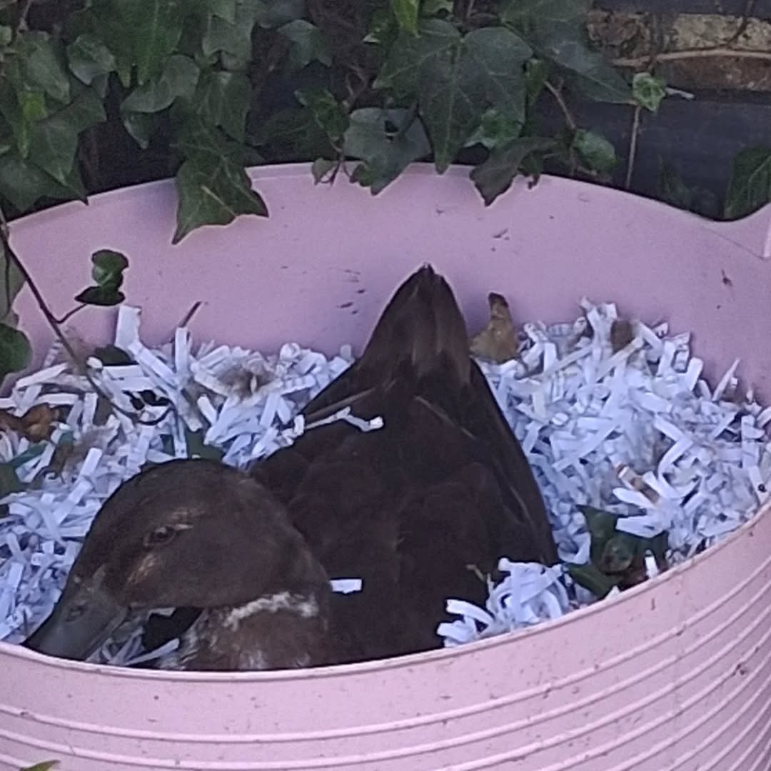 My children and Lemon the Runner Duck are wishing it was 28 days later...
.
.
.
Making full use of the paper shredder 🥰 in my log store 🔥
.
.
.
.
Wishing you a peaceful week!
.
.
.
#runnerduck
#handmadebynatureUK
#smallholding
#28dayslater
#slowliving