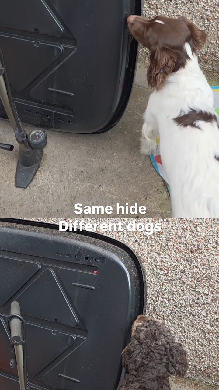 Enjoying watching their differences and playing around with some different searches for them.
#scentwork #scentsports #nosework #cockapoo #springerspaniel