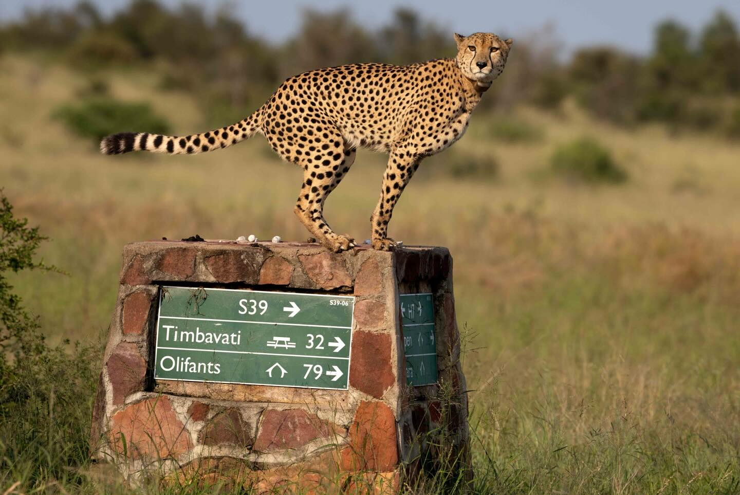 Cheetah scent marking on Kruger cairn - I have driven past this particular road junction on the Satara-Orpen road hundreds of times. Each time I stop to inform anyone who is with me that “this is a cheetah scent marking post, see all the faeces they have left”. I’ve seen a coalition of male cheetahs nearby, but never near the cairn.
Until yesterday! We spotted him just before he crossed the road, sniffed the base of the cairn, jumped up, and did a poop, before wandering along the road to the nearest Marula tree where he sprayed urine on the base.
Both are scent marks, marking his territory. But in Kruger, and most other areas, territorial male cheetahs are typically in coalitions. Where is his coalition partner? If anyone knows this story please let me know🤷🏼🙏🏼
And to SANParks, able managers of Kruger, please can the totally out of control use of radio-collars on lions, wild dogs, spotted hyaenas and now cheetahs be wound down🙏🏼🙏🏼One cannot find a pride, pack, clan or coalition around Satara anymore without a radio-collar on these days.
Why this over reliance on collars? Are you accommodating to many research and funded monitoring interests? Are we ever going to see wild animals in Kruger without radio-collars? I know all sorts of reasons will be given, but as a scientist who has worked on this animals for over thirty years now, I am happy to challenge the reasons and projects in the interest of all. Thank you though that indeed we can see these animals, those efforts do not go unseen!!
♥️🦁