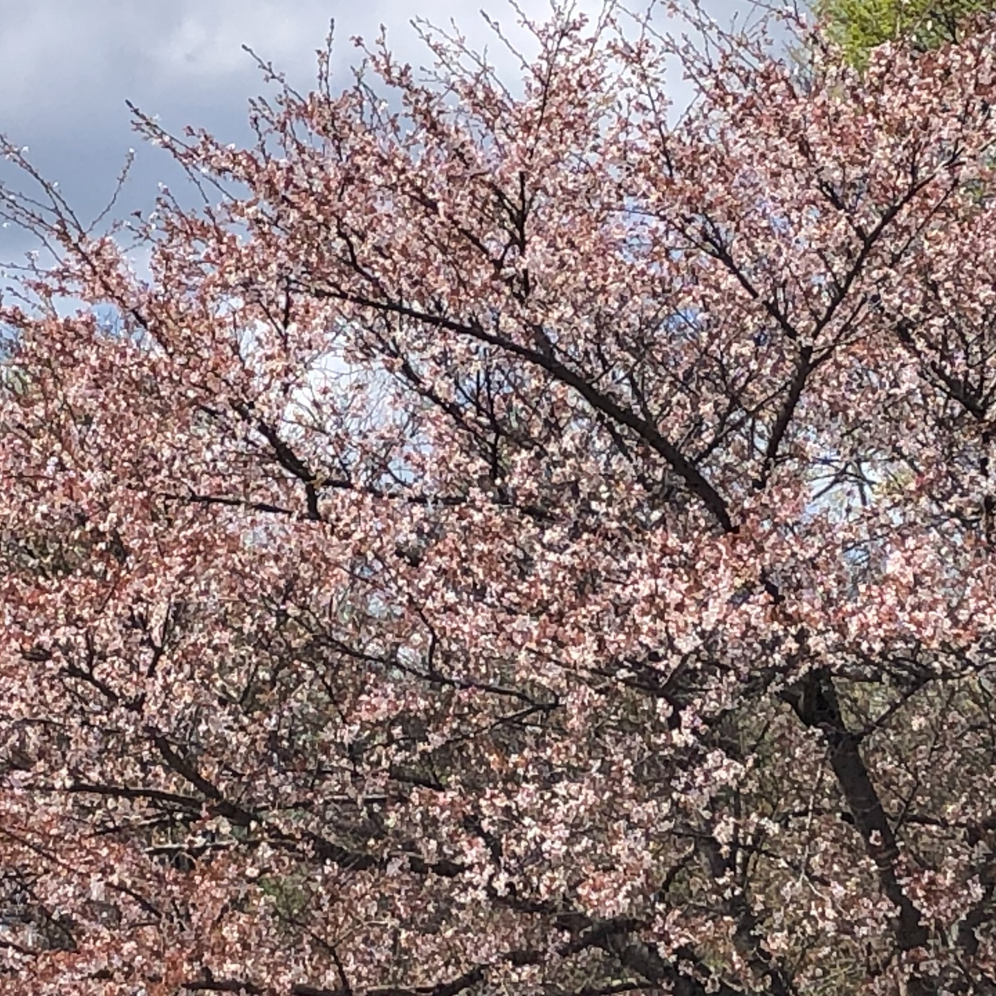 We spent Saturday afternoon at the Akron Sakura Festival⦠and ended up walking almost 4 miles without even thinking about it, taking in the cherry trees. šø
This is something most people miss.
Movement doesnāt always have to be structured workouts.
It can look like this:
Getting outside
Walking
Slowing down
Actually enjoying where you are
Your body responds really well to this kind of movement:
Less stress
Better energy
Clearer mind
And most people donāt do enough of it.
If you feel stuck, tired, or like nothing is working⦠start here
Move more, but make it feel natural.
Not forced
This is a big part of what we talk about with patients all the time.
Simple changes that actually work.
š Cuyahoga Falls
š (330) 928-3420