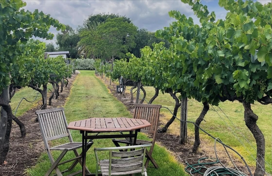 Among the rows, where time slows and every glass tells a story.
This is Rosalie House at its best.