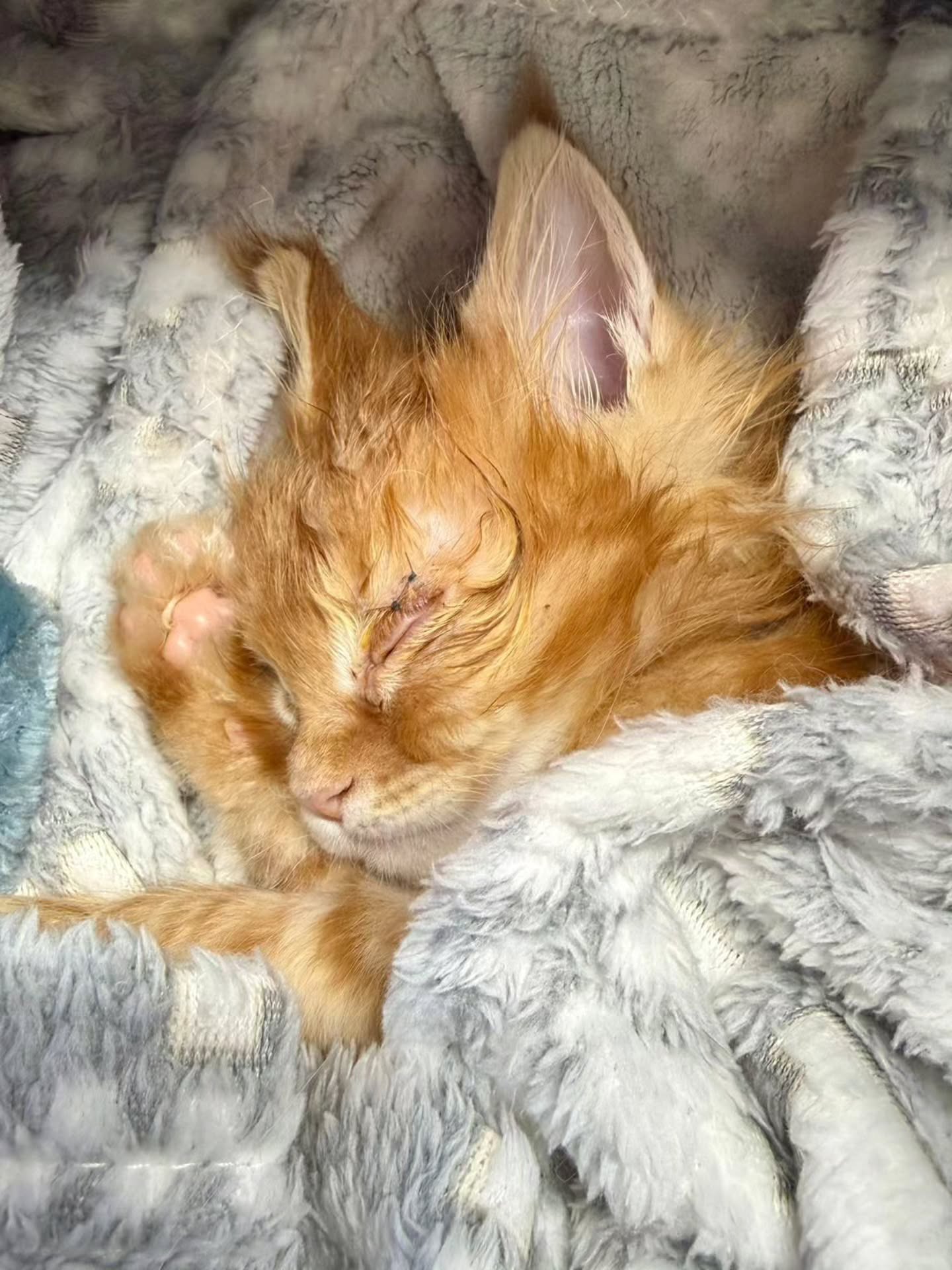 Être éleveur, ce n’est pas seulement assister à la naissance de petits chatons et partager de jolies photos.
Être éleveur, c’est être responsable d’une vie, du premier souffle jusqu’au moment où le chaton rejoint sa famille, et même bien après.
C’est se lever la nuit pour surveiller une mise bas.
C’est peser, complémenter, s’inquiéter parfois.
C’est prendre des décisions médicales, parfois coûteuses, mais nécessaires.
C’est accompagner, soigner, protéger, même quand personne ne le voit.
Un petit chaton comme Bao, né le 26 janvier, a développé un entropion des paupières supérieures.
Cela a nécessité une intervention vétérinaire pour lui remettre les paupières en place avec des points.
Parce qu’un éleveur digne de ce nom ne laisse pas un chaton avec une douleur ou un problème, même si cela demande du temps, de l’énergie et un investissement financier.
L’élevage, ce n’est pas de tout repos.
Mais voir grandir des chatons en bonne santé, bien dans leurs pattes, équilibrés et aimés, ça n’a pas de prix.
L’investissement d’un éleveur, c’est jusqu’au bout, à n’importe quel âge, à n’importe quel coût.
Parce que derrière chaque chaton, il y a une vie. Et derrière cette vie, il y a notre responsabilité.
Merci à @catseyevet pour les soins apportés à Bao 🫶
Avec passion 🤍
Carine Zimmermann
Éleveuse de Maine Coons
Affiliée au Cat Club Romand
Domaine de l’eau vive
1724 Bonnefontaine
+41 79 281 93 88
www.lescoons.ch
#mainecoon #soinchat #elevagechat #santéchaton #chaton