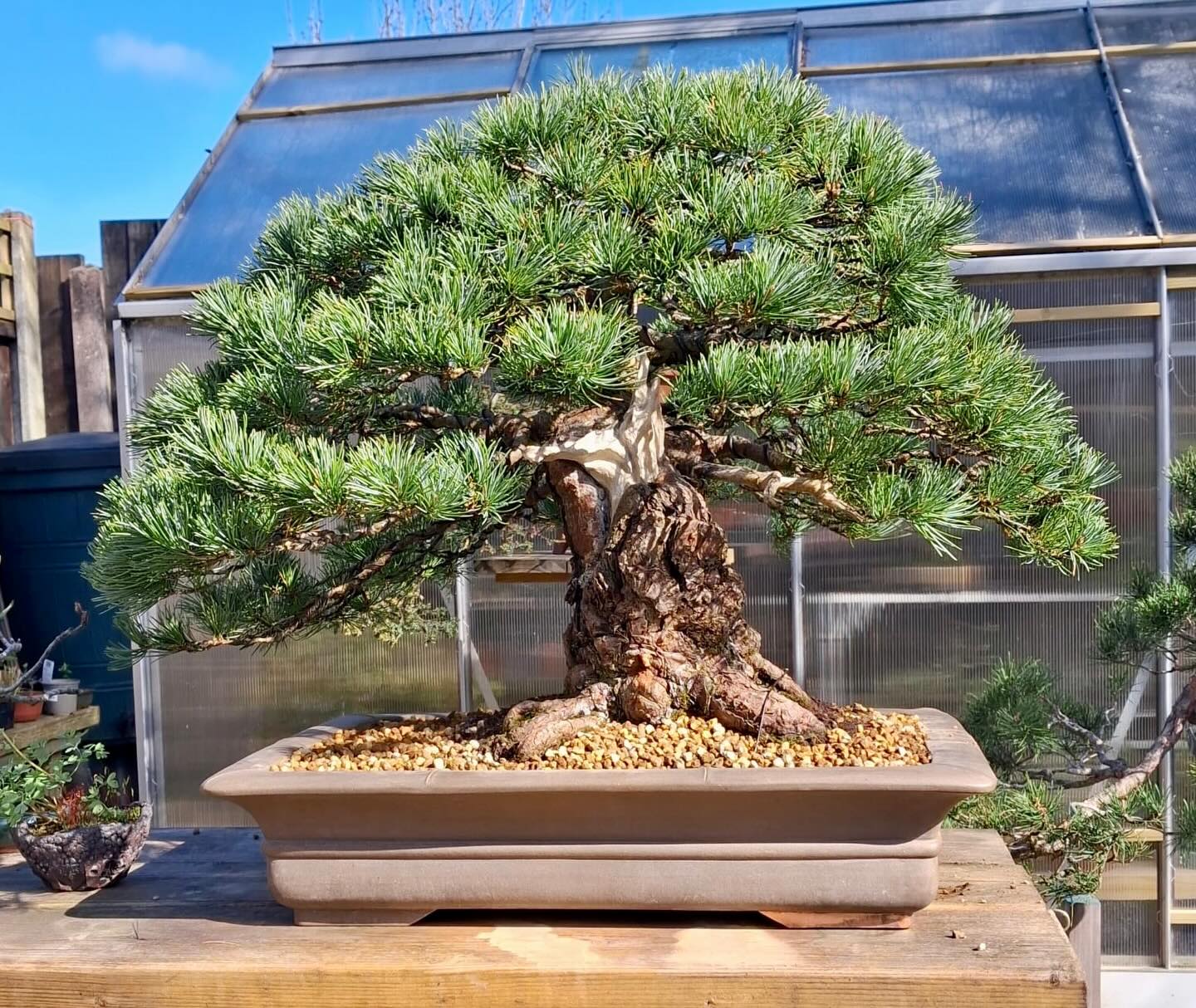 Japanese White Pine. @southstaffsbonsai #bonsai #japanesewhitepine #gardening