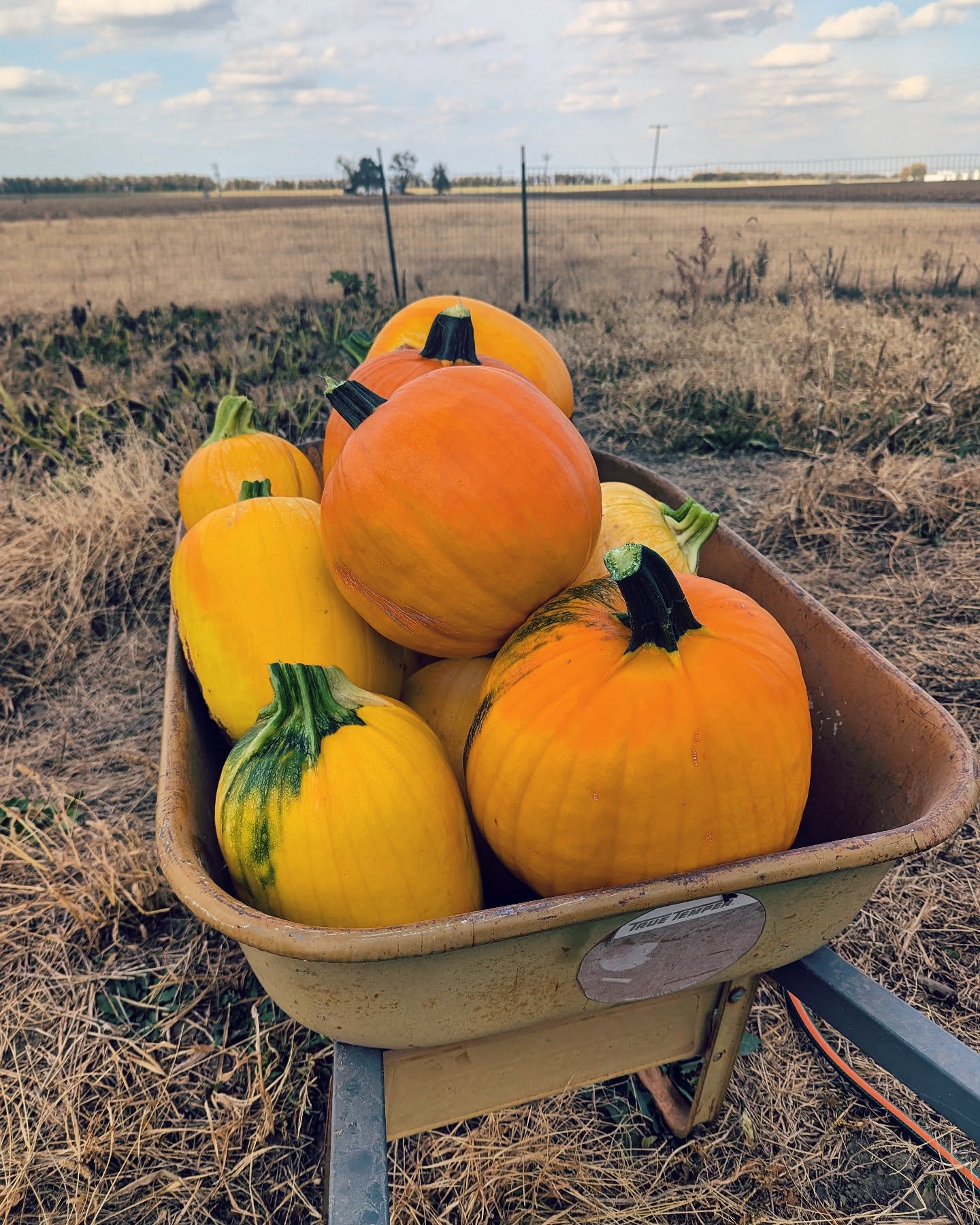 Time to bring the pumpkins in from the field.
...
#homesteadinglife #homesteading #homestead #gardening #garden #gyo #sustainable #sustainableliving #growyourownfood #prepping #offgrid #food #farmhouse #farmtotable #sustainability