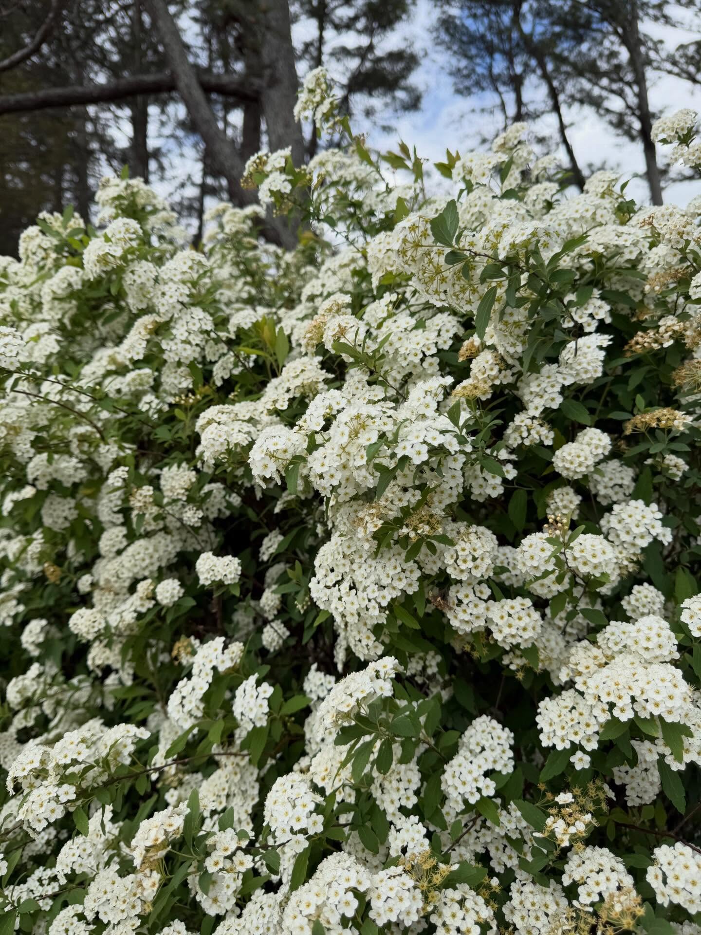 I stopped to smell these on my walk today… 🌿
They have the softest, sweetest scent —
not overpowering, just… fresh. Like spring.
And I realized —
this is something we don’t do enough.
We rush.
We move on to the next thing.
We stay in our heads.
But even just stopping for a moment —
breathing, noticing, being in your body —
it shifts everything.
This is actually a big part of what we do inside my programs.
Not just workouts…
but coming back into your body.
Moving in a way that feels good.
Creating space for yourself again.
Even on something as simple as a walk.
We kick off Loving My Spring Sculpt tonight, and start tomorrow.
6 spots left — doors close at 9pm ET 💛
👉 www.lanegrosserfitness.com/fitnesschallenge
