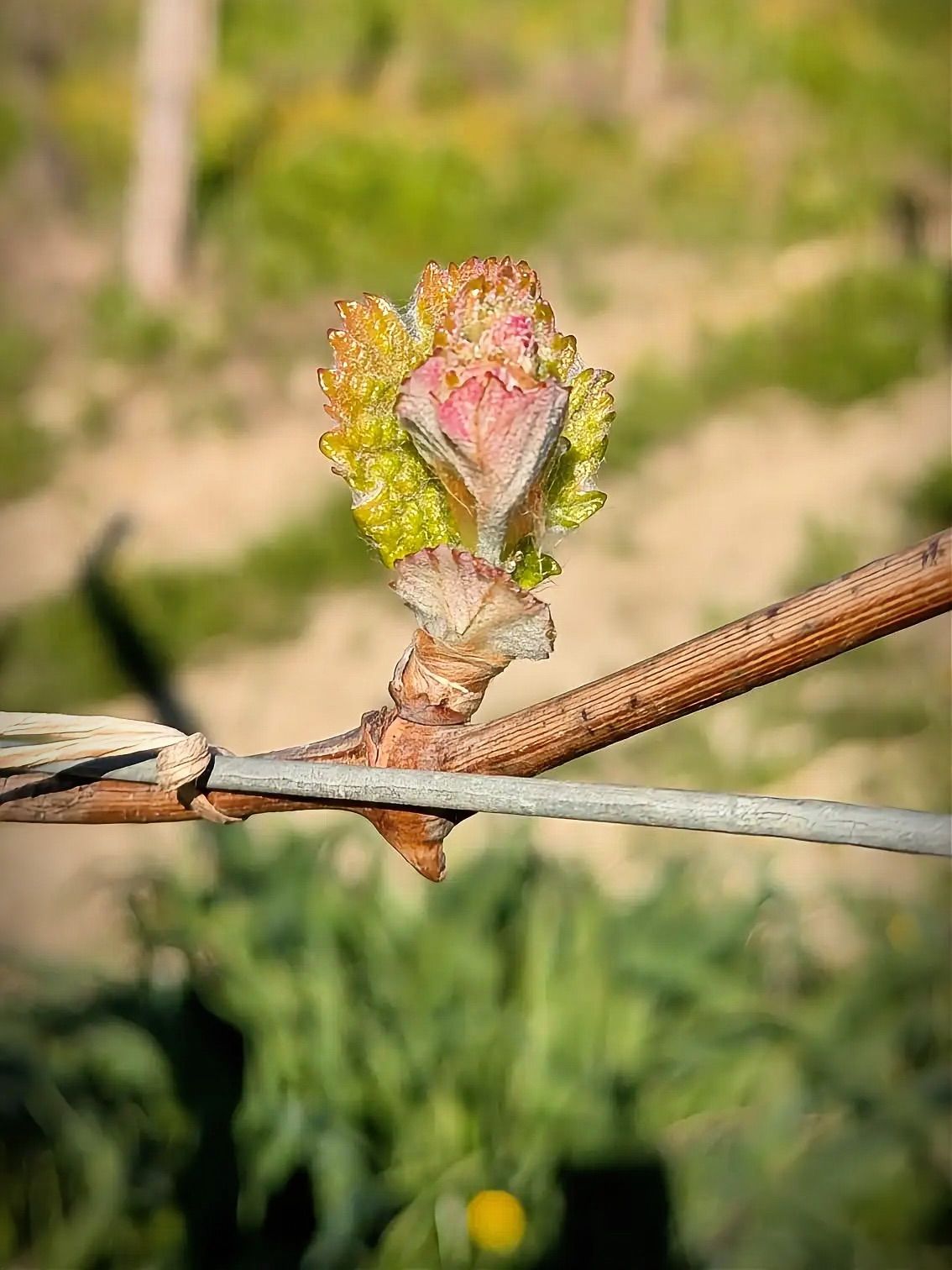 Our vine watch this week is magical. This is the moment the vintage is born.
Budburst marks the true beginning of the wine year. As temperatures rise, the vine pushes sap back through its system, and these first green tips emerge—fragile, vibrant, full of energy.
From here, everything depends on balance.
Sunlight, temperature, water, timing.
Get it right, and the vine will thrive.
Get it wrong, and the season becomes a challenge.
That’s why spring demands our full attention. It’s a period of constant observation. We are reading the vineyard, responding to nature, guiding where we can and respecting what we can’t control.
Months from now, these shoots will carry fruit. But today, they carry possibility. And that’s what makes this season so special.
.
.
#italy #italianwine #vinewatch #winelove #piemontewine