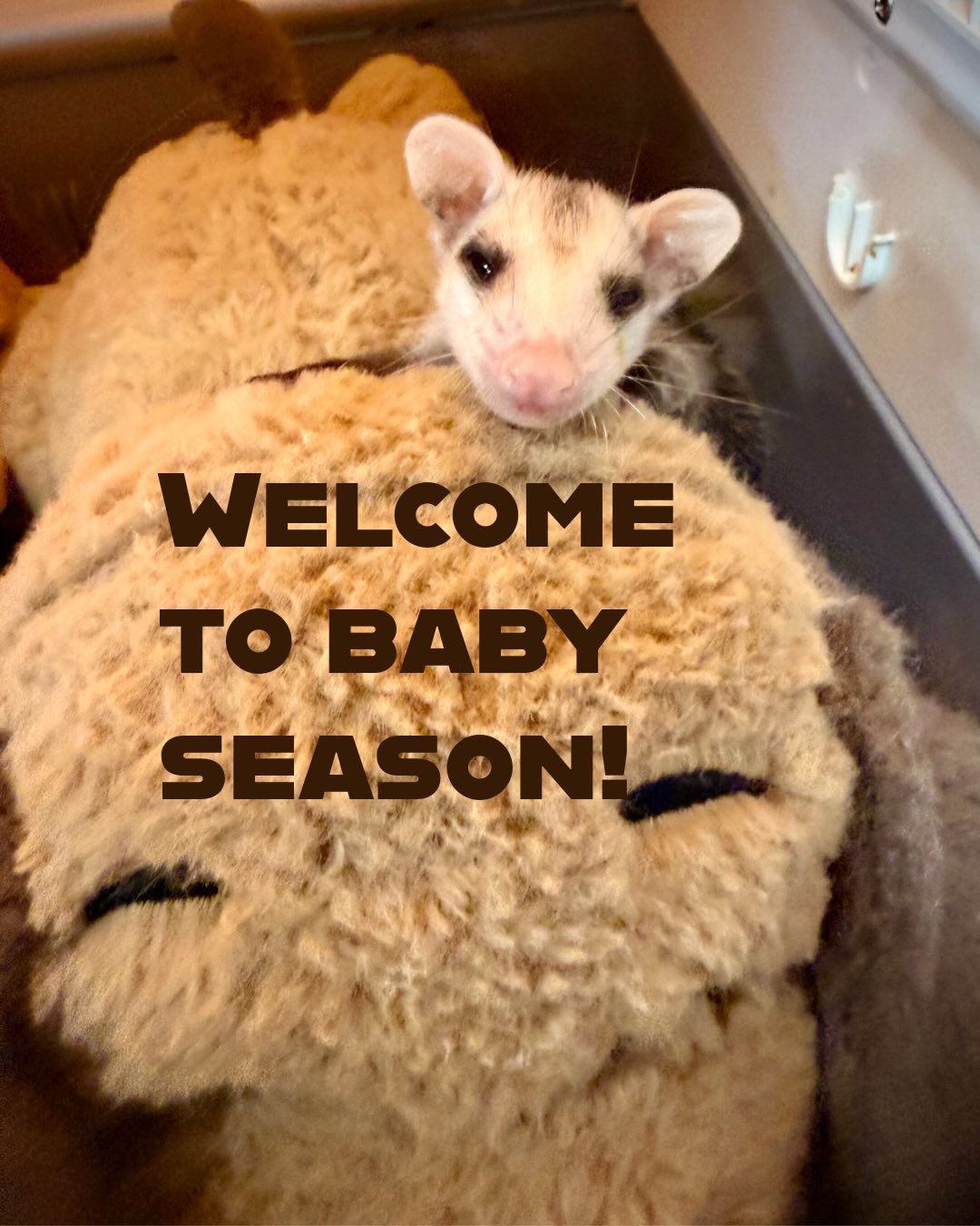 We went from 2 orphaned joeys to 16 in just one week and it’s just the beginning of baby season! 😮
Some are tube fed, some are self feeding and others are somewhere in between. Regardless, it’s around-the-clock care! ⏰
Like their feeding needs, each joey came in with different health and care needs. 🤕 All were thin, but some were found full of fleas, anemic and very malnourished (see our littlest guy on slide 3). Our volunteers are doing their best to get them healthy and ready for release. 🩺
Opossums are incredibly important to our environment, including our own backyards. They are nature’s clean-up crew! 🧹 As omnivorous scavengers, their varied diet– including insects, rodents, and carrion, among other things— help prevent the spread disease. A single opossum can consume 1000 ticks in a season! 🪲😋 And contrary to popular belief, opossums are immune to rabies because of their low body temperature!
These are just some of the many reasons we work so hard to ensure we can release as many of these babies back into the wild! Fortunately, they have each other for comfort and to learn from (see them scampering in the video at the end!) 🎡
We’ll keep you posted on their journey in our care🌲🌳 #wildlife #WERCMH #virginiaopossum