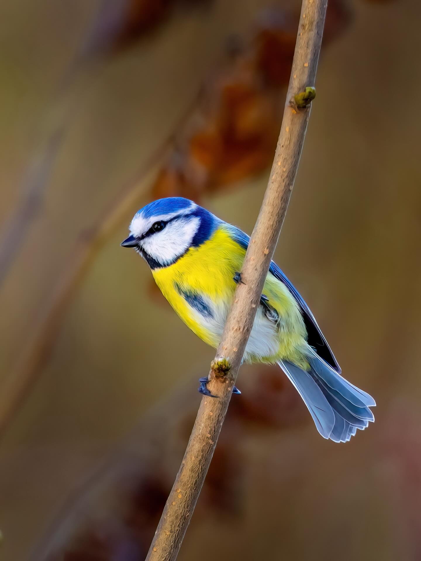 Ein kleiner Federball, geschniegelt in Blau und Gelb, sitzt da wie ein winziger Sonnenanbeter 🐦🌅
Die Blaumeise im Aufgangslicht wirkt fast wie gemalt:
Das erste Gold der Sonne streicht über ihr Gefieder, lässt das Blau leuchten wie frische Farbe und das Gelb warm glühen, als hätte jemand ein Stückchen Himmel auf einen Zweig gesetzt.
Ihr Kopf leicht geneigt, die Augen wach, als würde sie den Tag persönlich begrüßen. Jeder Atemzug der Morgenluft trägt ein leises Versprechen… und irgendwo zwischen den Zweigen beginnt schon ihr feines Zwitschern, wie ein vorsichtiges Stimmen des Tagesorchesters