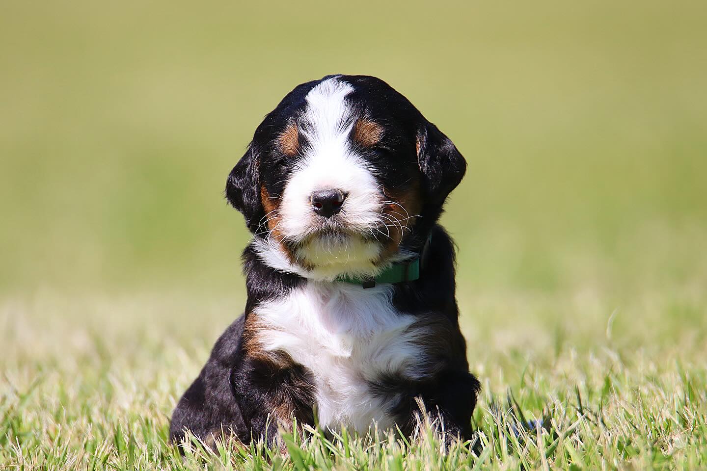 Zuma & Deans ULTRA Bernedoodle babies #LKBernedoodles #ultrabernedoodle #bernedoodlebreeder