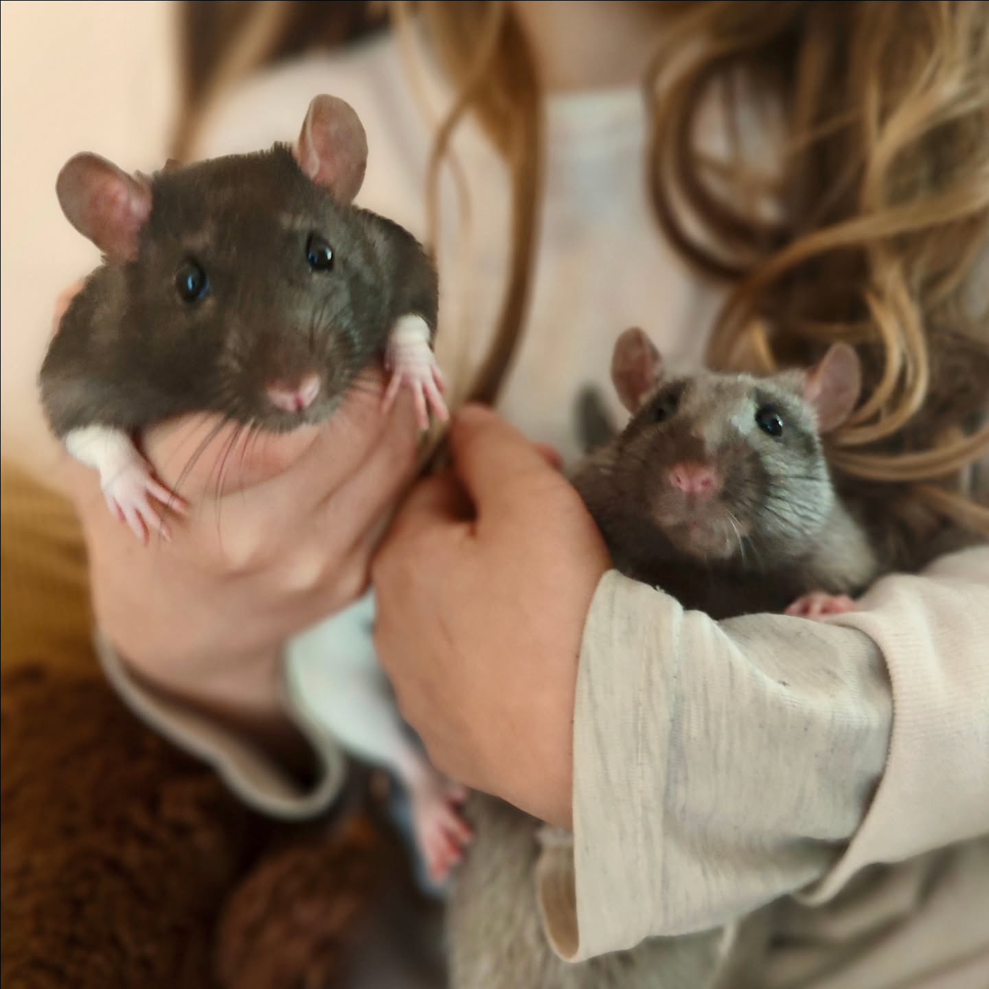 Hier c'était la journée mondiale du rat 🥰 alors petite dédicace à mes 2 p'tits loulous 💓
Happy ratatouille 🐀🐀🐀🐀🐀
Merci à @raterie_d_astreia qui nous a fait confiance il y a 3 mois pour l'adoption de ces 2 amours.
#rat #veganlife🌱
#loveanimals❤️ #rateriedastreia #love