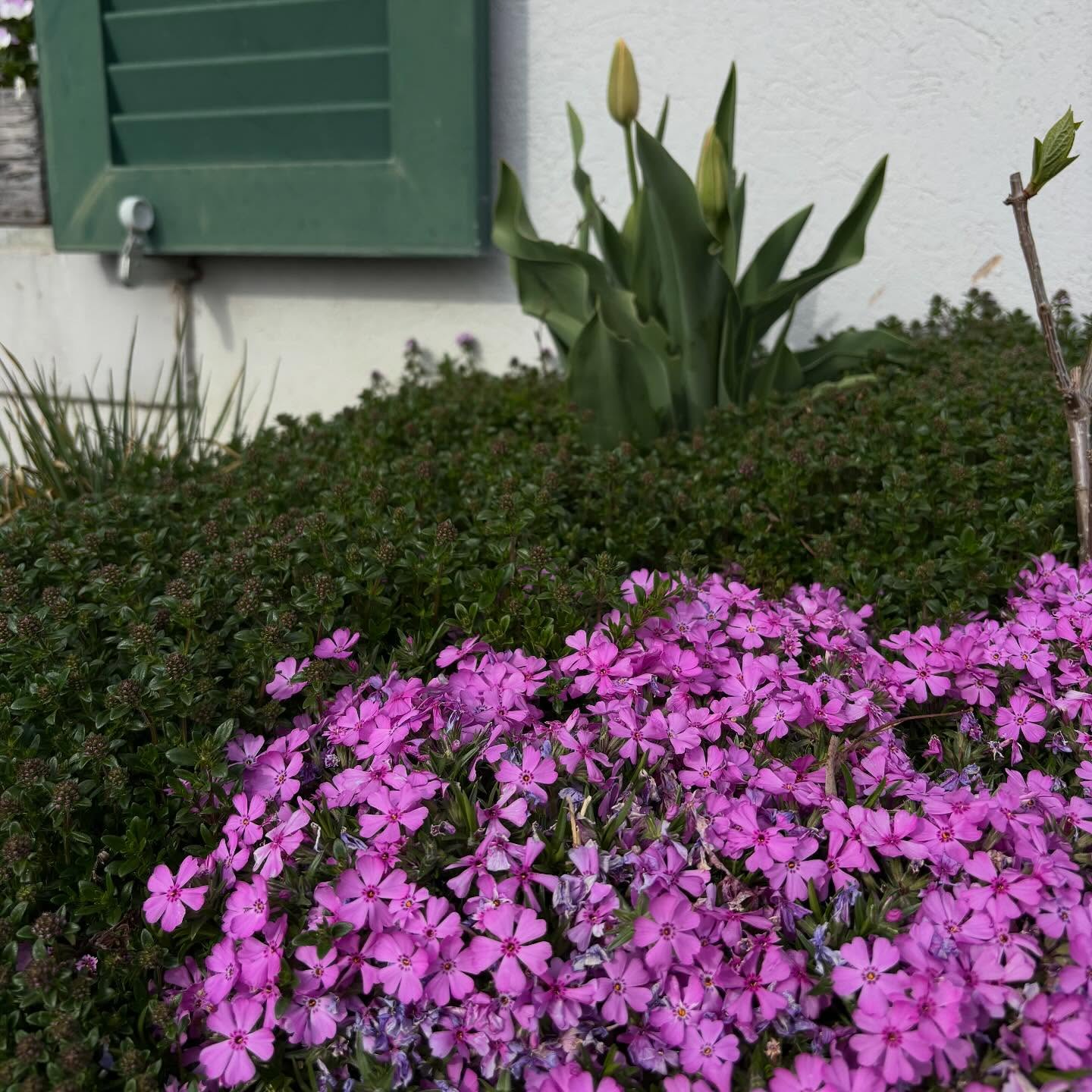 Frühling, der leise beginnt 🌸
Zwischen zarten Blüten und frischem Grün entstehen die schönsten Gartenmomente.
Diese Kombination aus bodendeckenden Blüten und ersten Tulpen sorgt für Struktur und gleichzeitig für Leichtigkeit im Garten. Genau diese Balance macht den Unterschied.
💡 Gartentipp: Bodendecker wie diese schützen den Boden vor Austrocknung und reduzieren Unkraut, schön und praktisch zugleich.
Ein Garten darf wirken, ohne laut zu sein.
#tollegaerten #gartenliebe #frühlingserwachen #gartengestaltung #naturgarten #blütenzauber