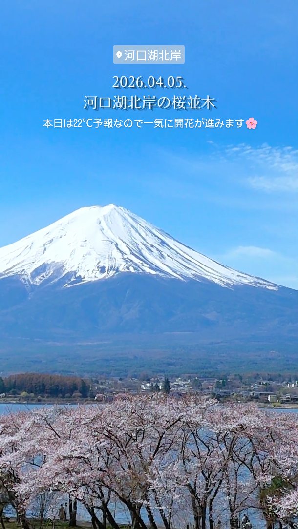 🌸山梨県河口湖北岸
桜並木の開花が進んでいます。
湖畔の遊歩道は富士山・河口湖・桜が揃っているので9時頃から17時頃まで特に混み合います🗻
遊歩道は自転車の進入禁止なのですがルールを無視なさる方も多いです。
お花見しつつ、わんこさんのお散歩をなさる方はお気をつけて🥲
いろいろカオスです🐾