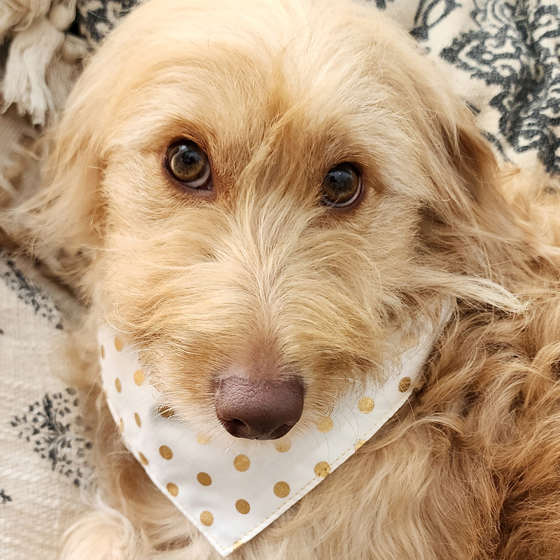 🍁 New drop. Just landed. Very limited.
Our Seasonal Bandana range has just hit the site and honestly — these new designs are everything.
Handmade right here in the Blue Mountains from cotton and cotton poplin — soft, breathable, and beautiful against your dog's skin. Every bandana is fully reversible, giving you two looks in one — a patterned side and a plain side, both equally gorgeous.
They come in XXS, XS, S, M and L with double Kam Snaps for a flexible, adjustable fit that works across most breeds and sizes.
A few things worth knowing 🐾
🍁 Size XXS was made for your tiniest loves — perfect for toy and teacup breeds, and absolutely the sweetest way to welcome a brand new puppy home. Nothing says "you're part of the family now" quite like their very first bandana.
🍁 Add a personal touch — have your pet's name added to either the patterned side or the plain side. Perfect for puppy packs, gifting, or simply making it theirs.
🍁 Stock is limited — as it always is with anything handmade here in the Mountains. If something catches your eye, don't wait.
New designs are live now at hendricksandmaple.com — go take a look before they're gone. 🍂
Maple is wearing the Metallic Gold Polka Dots Bandana
#DogBandana #DogAccessories #HandmadeDogAccessories #NewPuppy #DogGifts